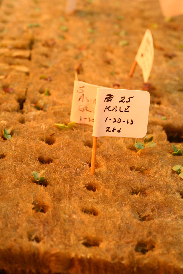seedlings