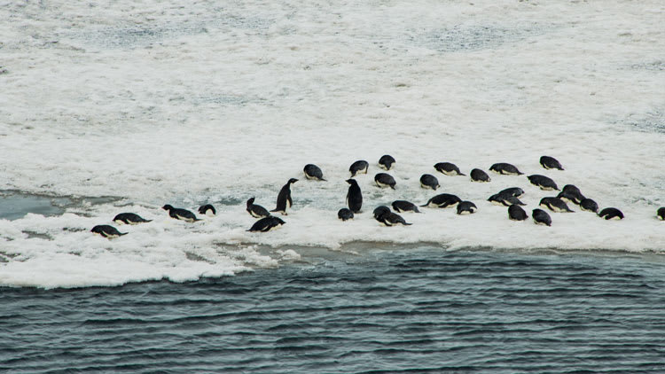 penguins