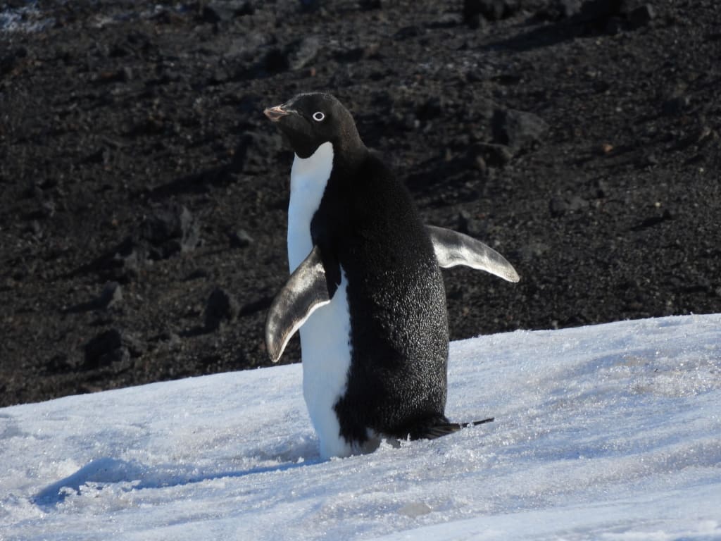 Adélie penguin