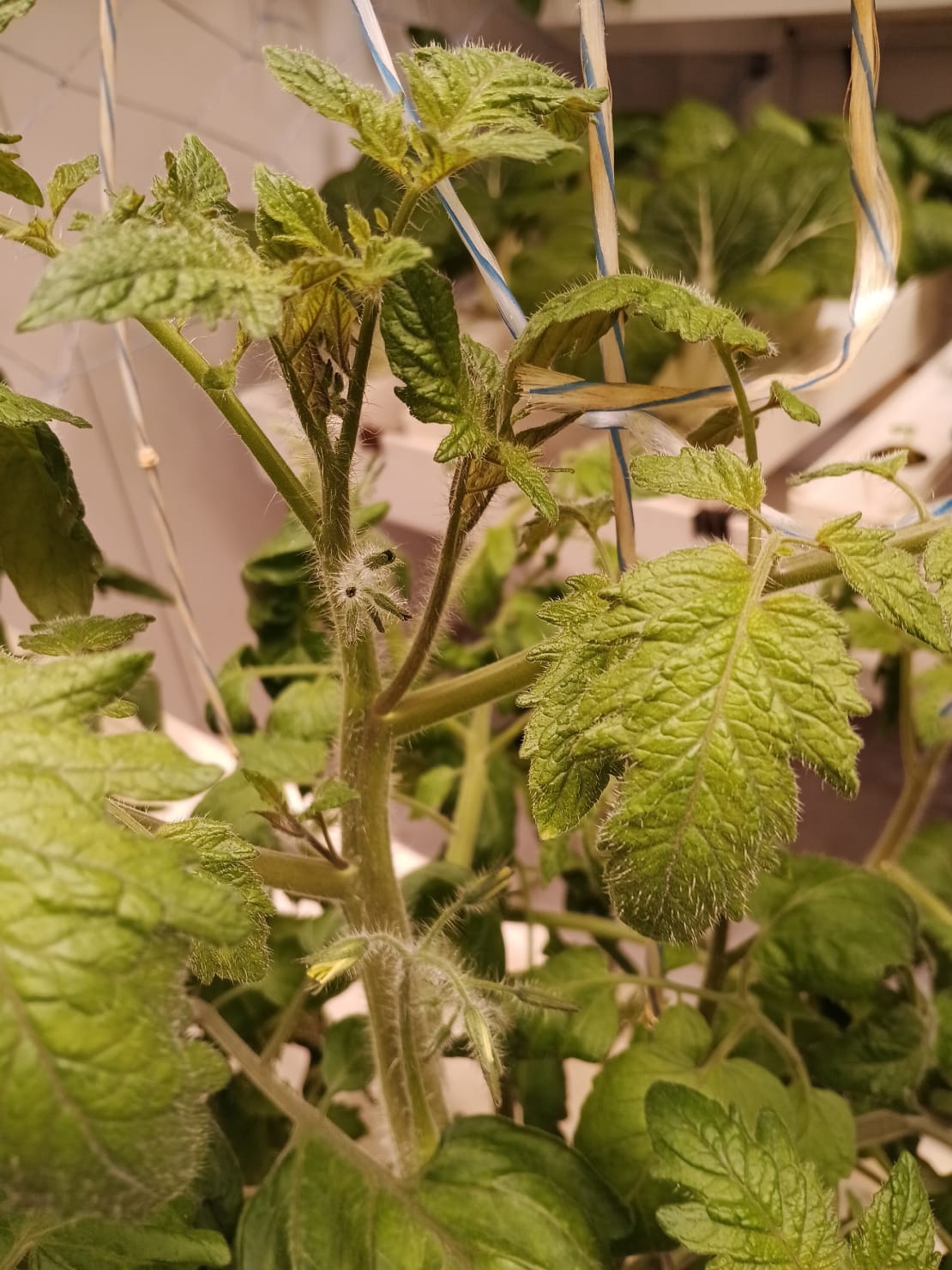 Close-up on tomato plant.