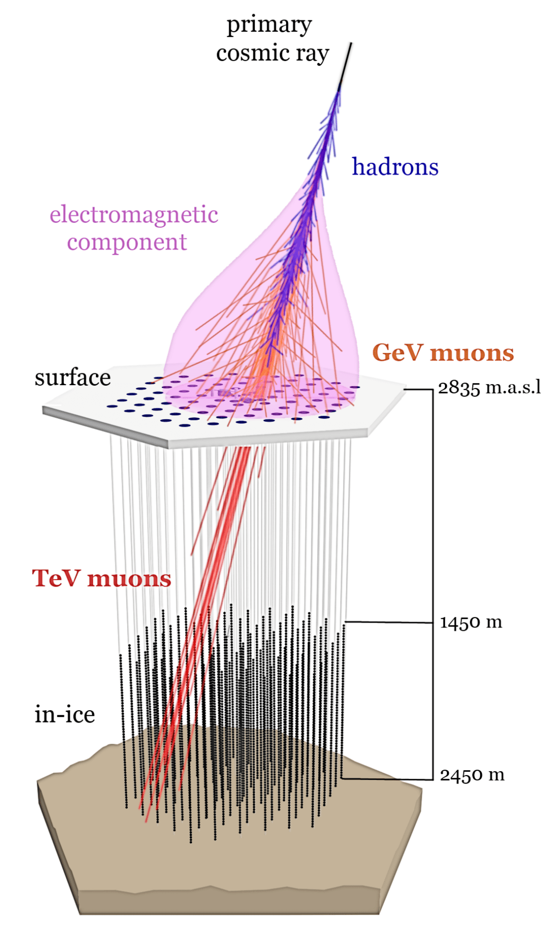 Schematic drawing of a cosmic-ray air shower observed in coincidence at IceTop, the surface component of the IceCube Neutrino Observatory, and in the IceCube in-ice array.