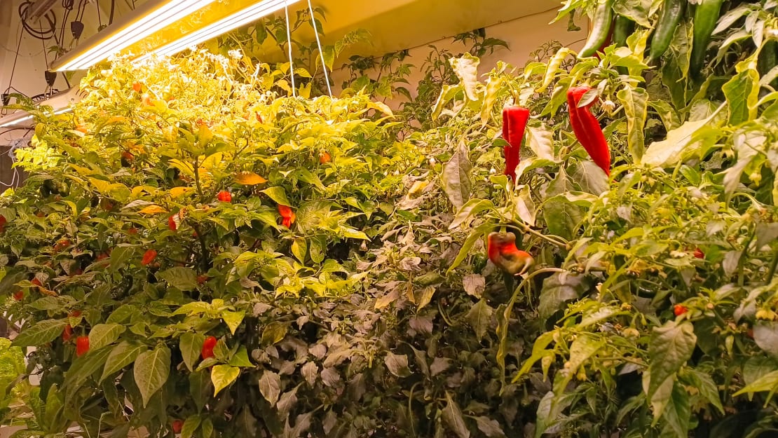 Close-up on pepper plants flourishing in the greenhouse.
