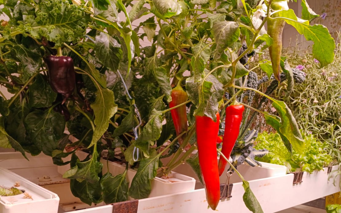 Close-up of long peppers on a plant.