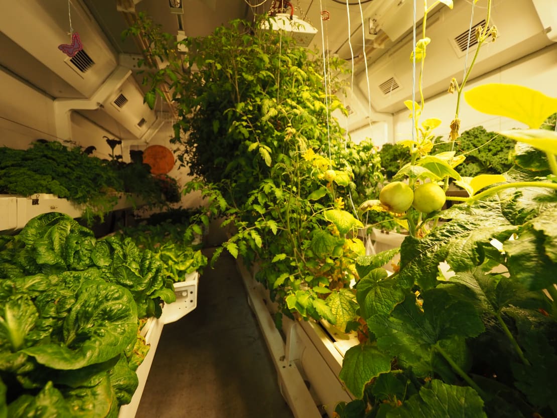 Rows of leafy greens and ripening vegetables in the greenhouse.