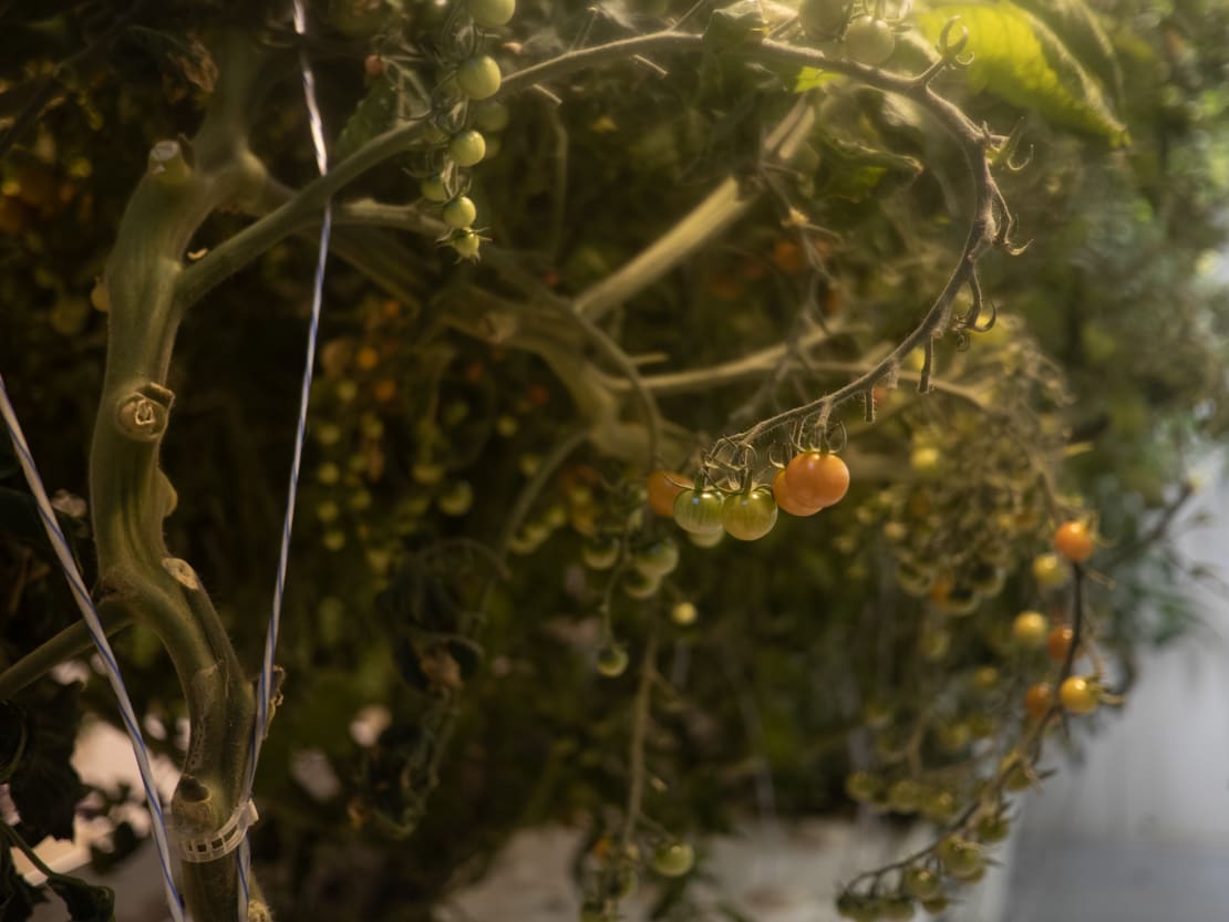 Close-up of small unripe tomatoes on the plant.