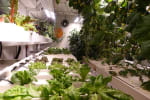 Long view of greenhouse with thriving plants.