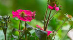 news_feat_2013-week-41-at-pole