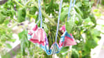 news_feat_2015-week-29-at-pole
