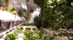 Long view of greenhouse with thriving plants.