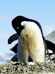 Adélie penguin