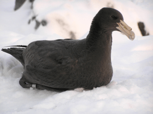 Petrel