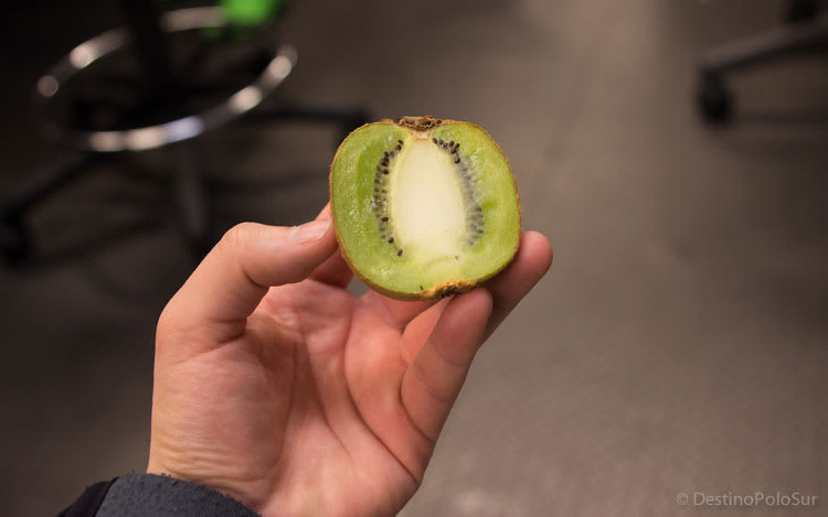 kiwi