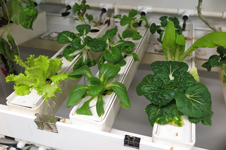 Plants in the greenhouse