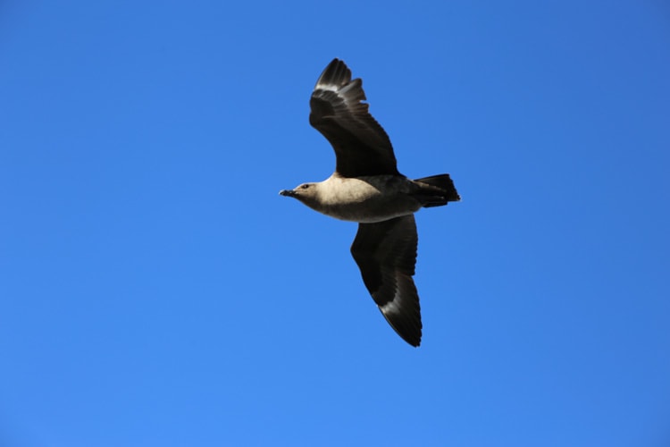 skua