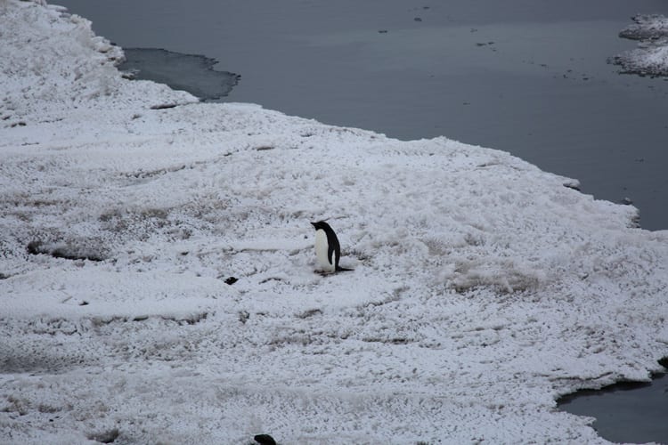 lone penguin