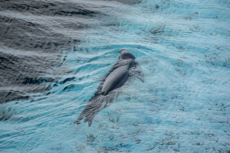 seal_swimming