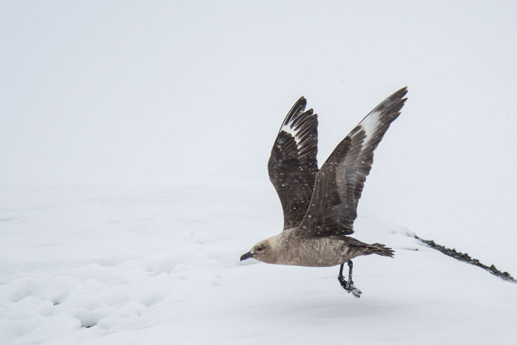 skua_takeoff