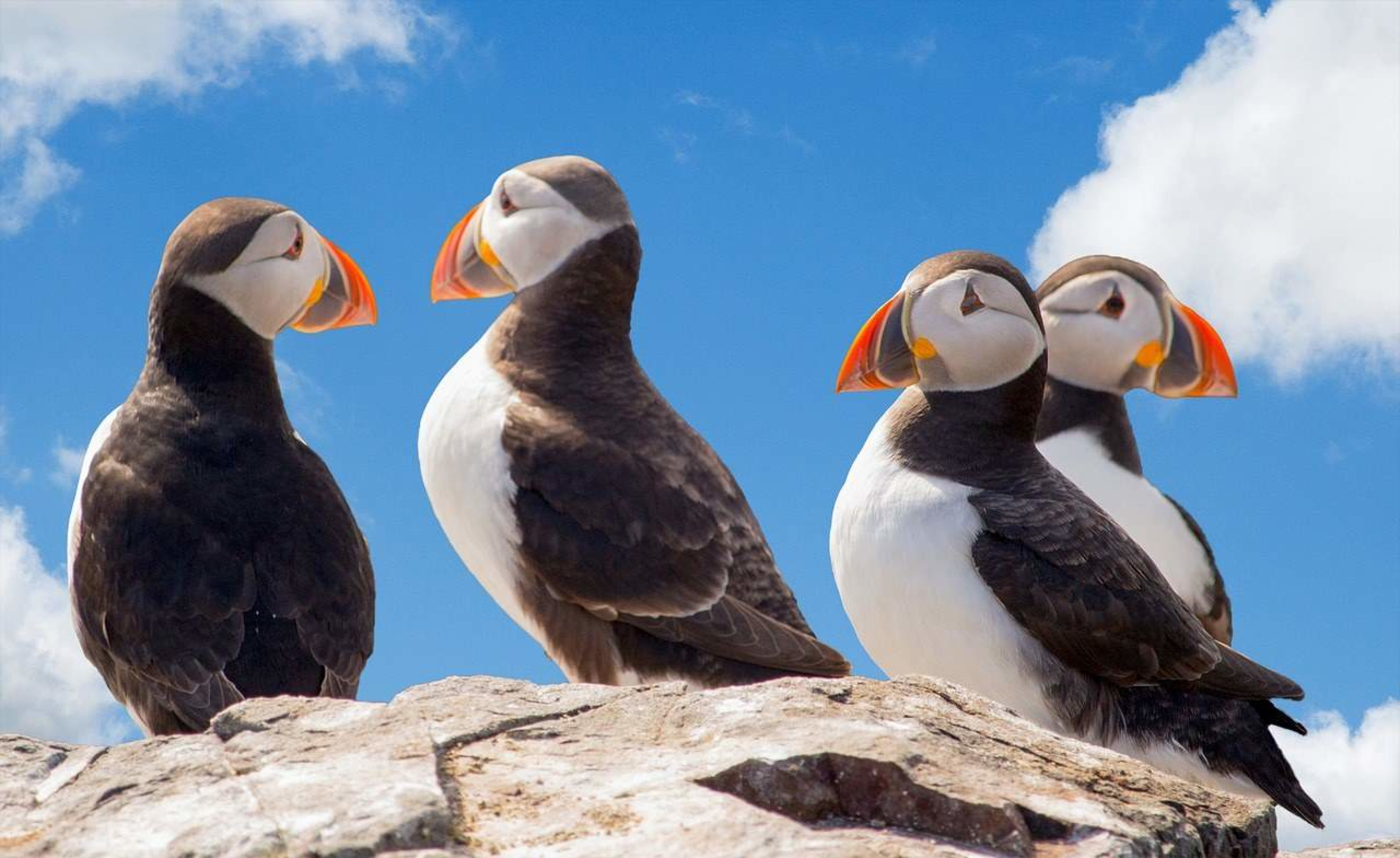 Puffins sitting on a rock