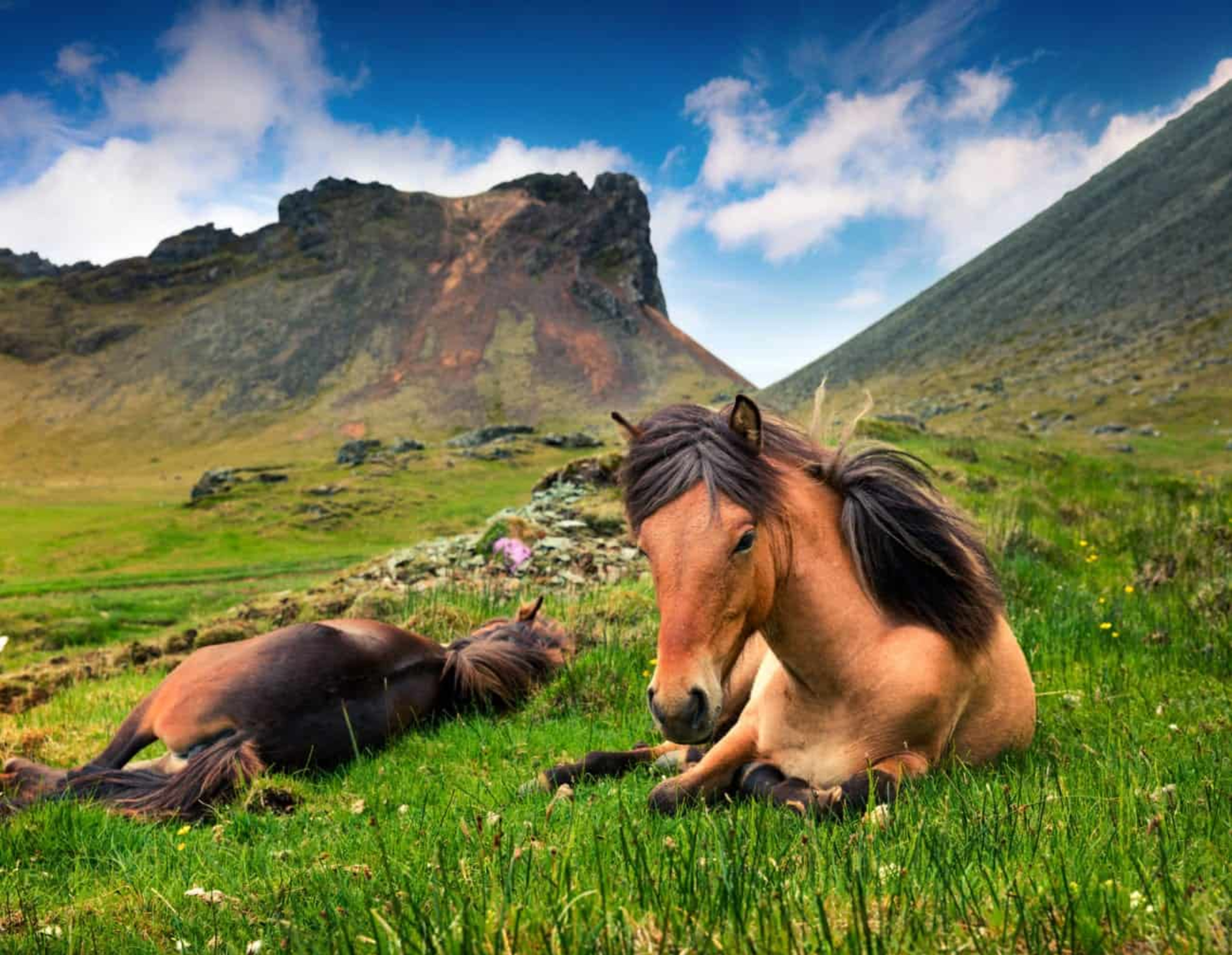 Icelandic horses