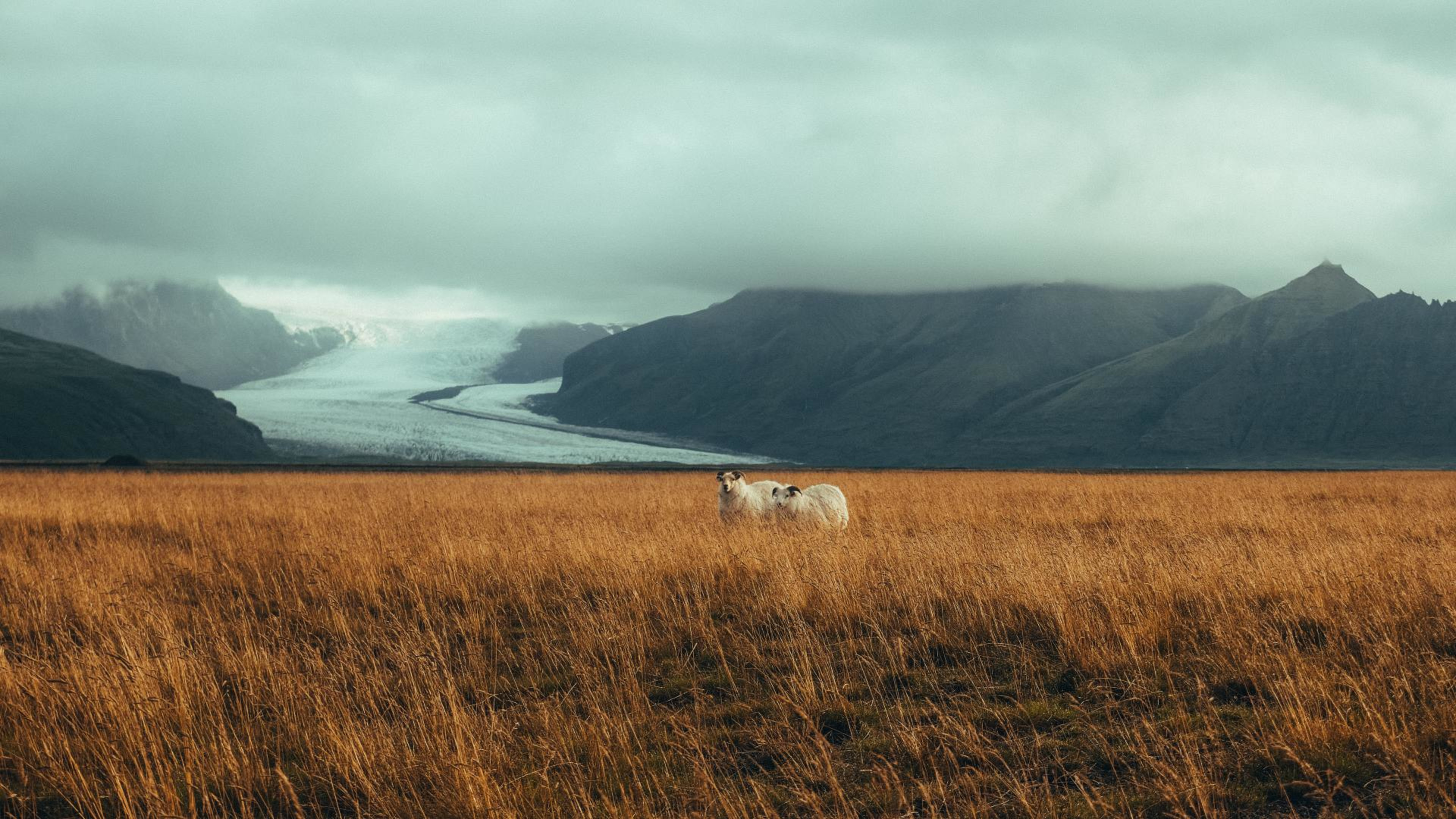 Icelandic sheep with mountain and glacier backdrop-roman-kirienko-unsplash.jpg