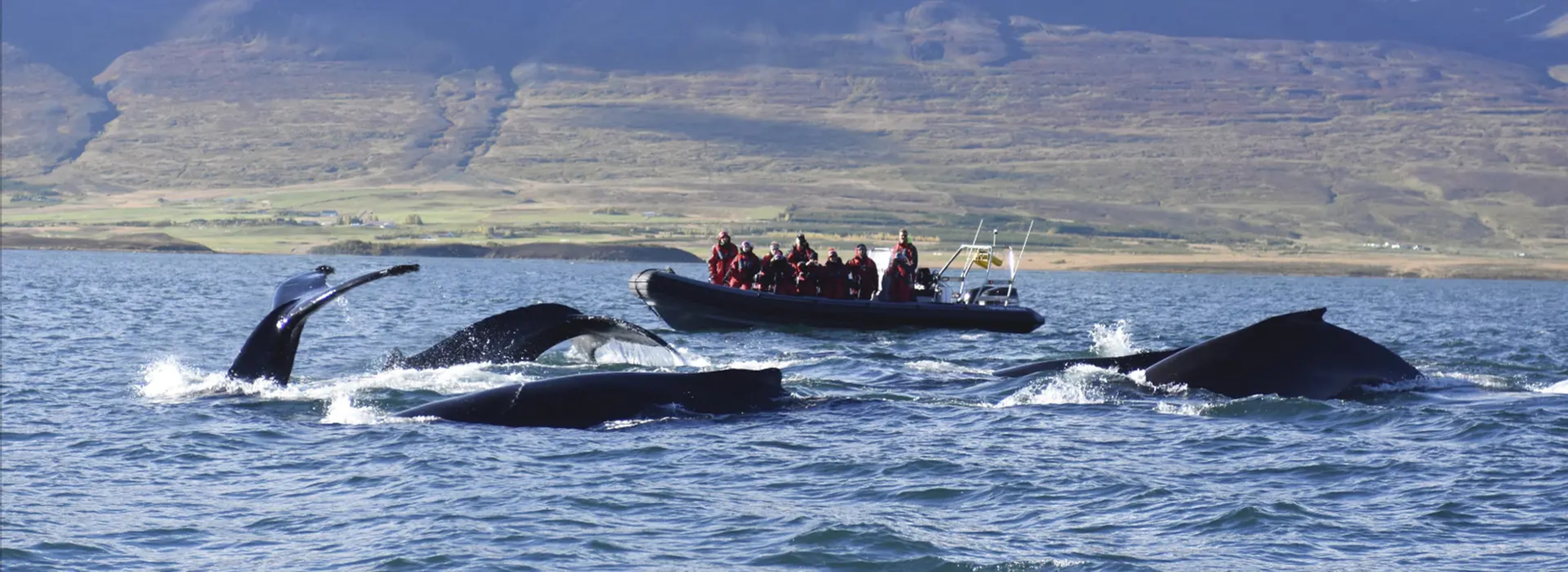 group of people on a small boat next to pod of whales swimming