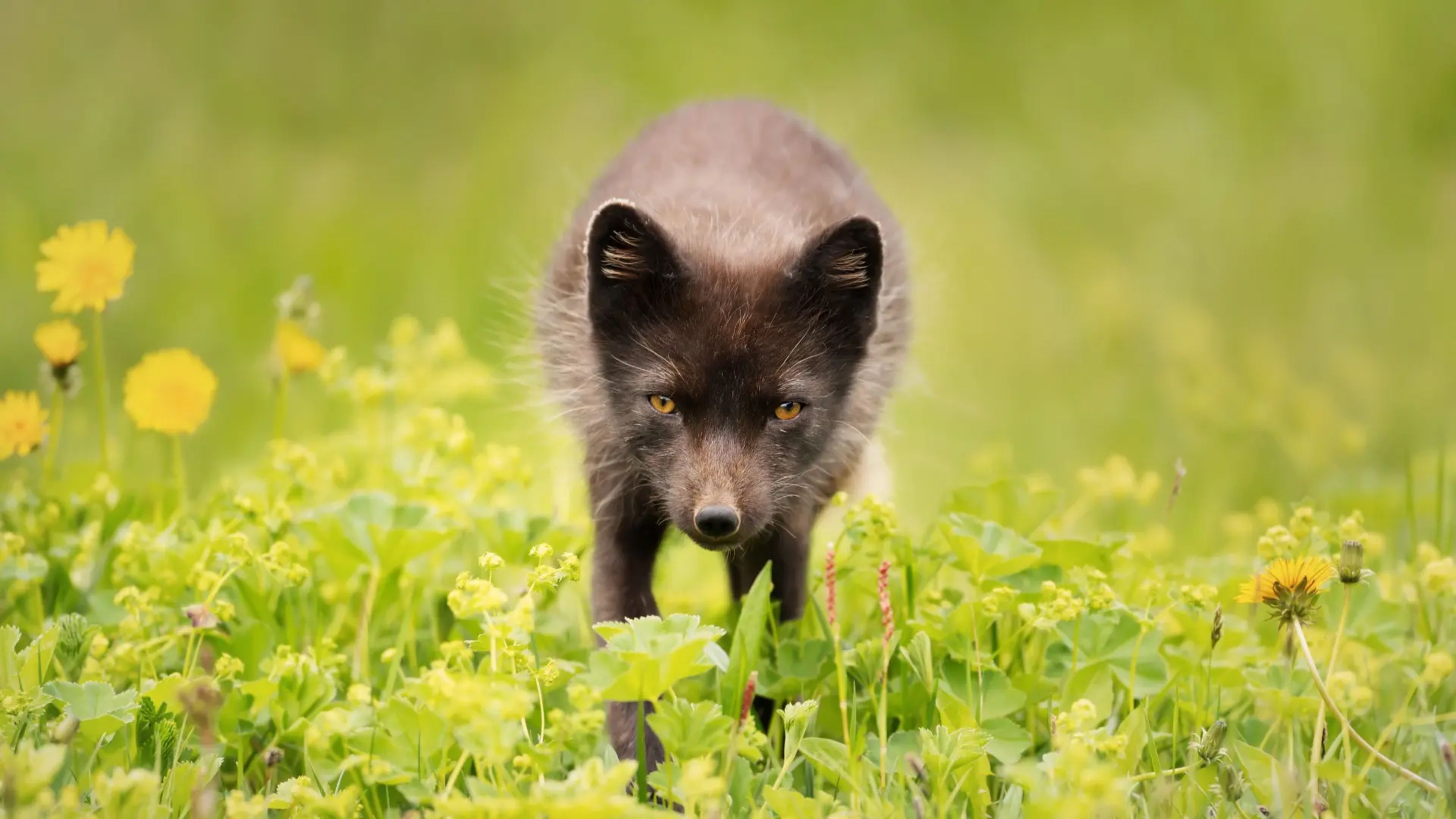 brown arctic fox amidst green grass and yellow flowers