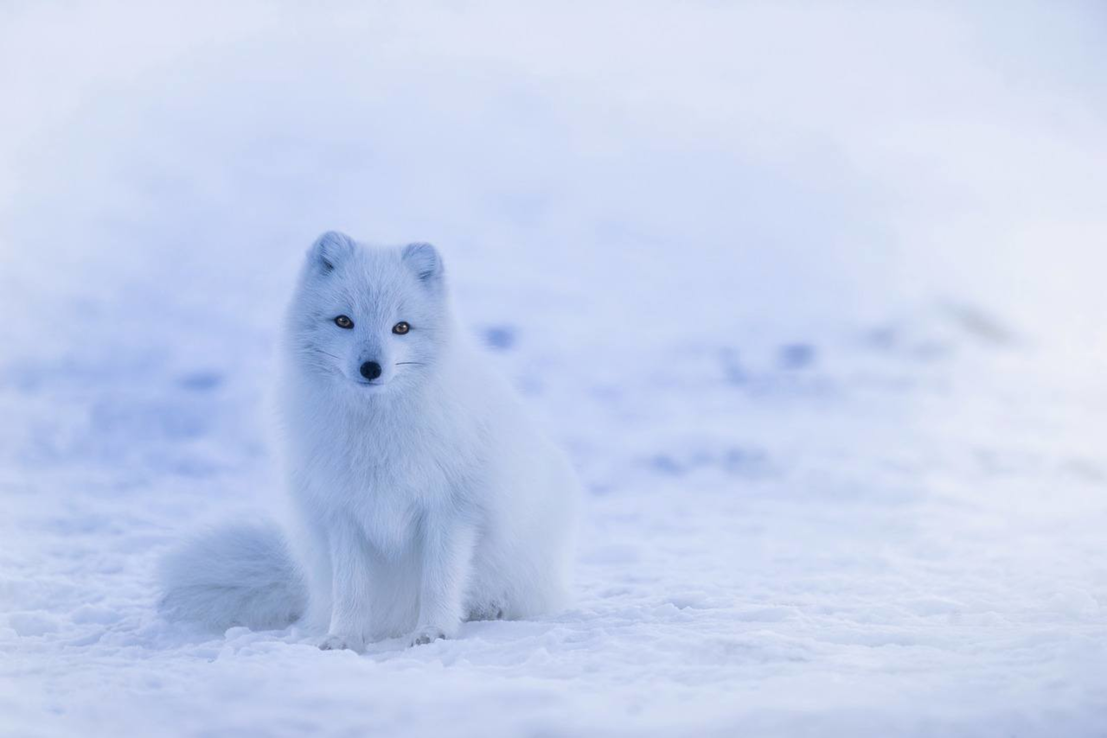 Arctic fox sitting on the snow