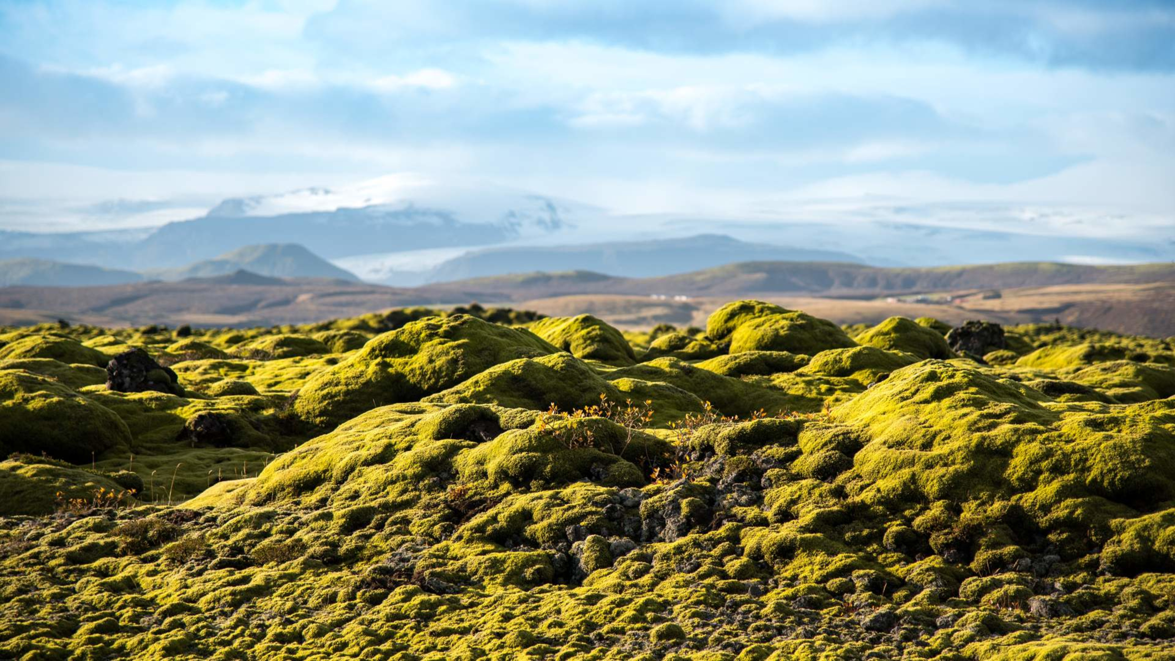 The Eldhraun lava field showing moss-covered lava rocks