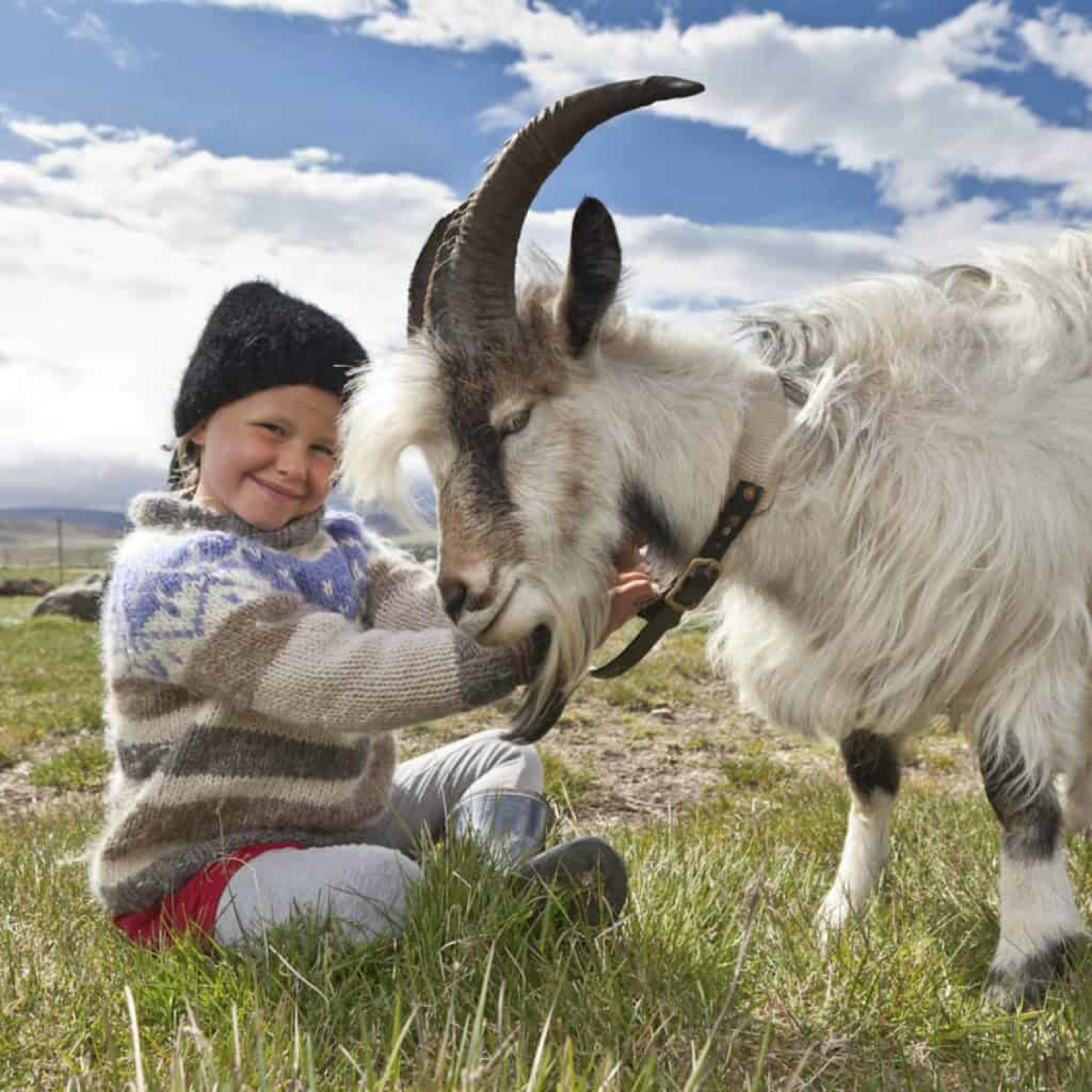 Girl with a goat at goat farm, Iceland