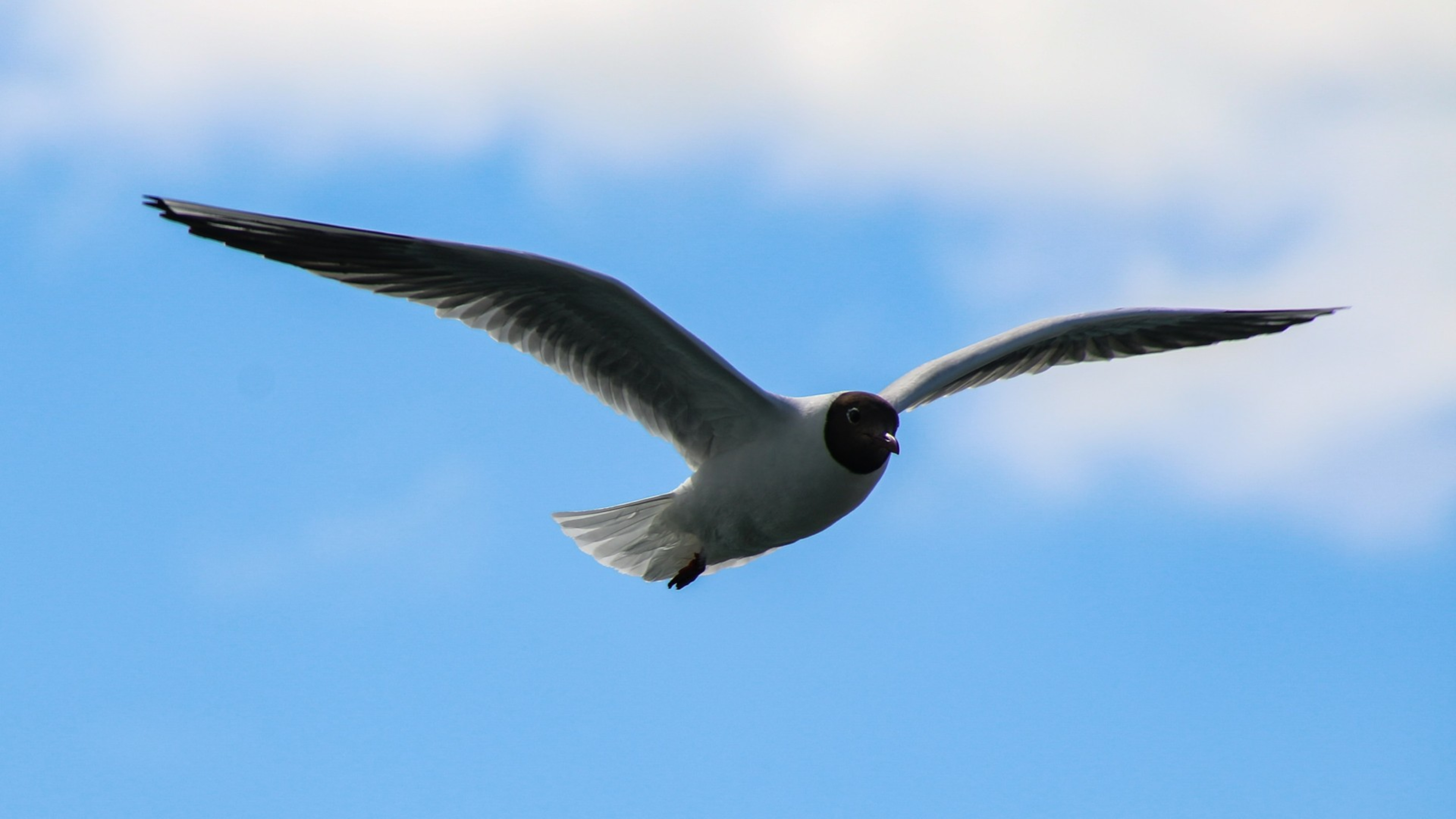 A black-headed gull flying in Iceland