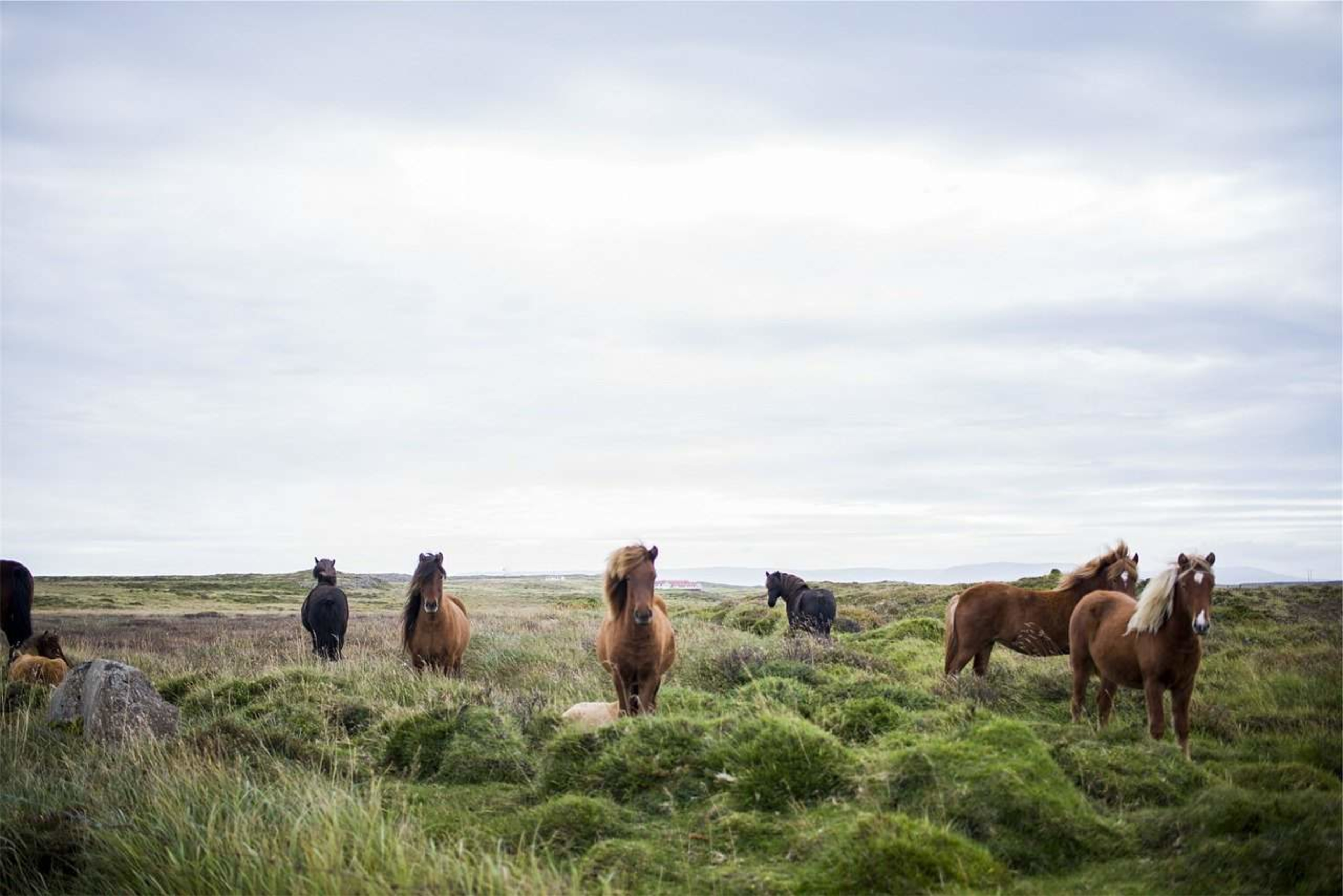 Icelandic horses in the wild