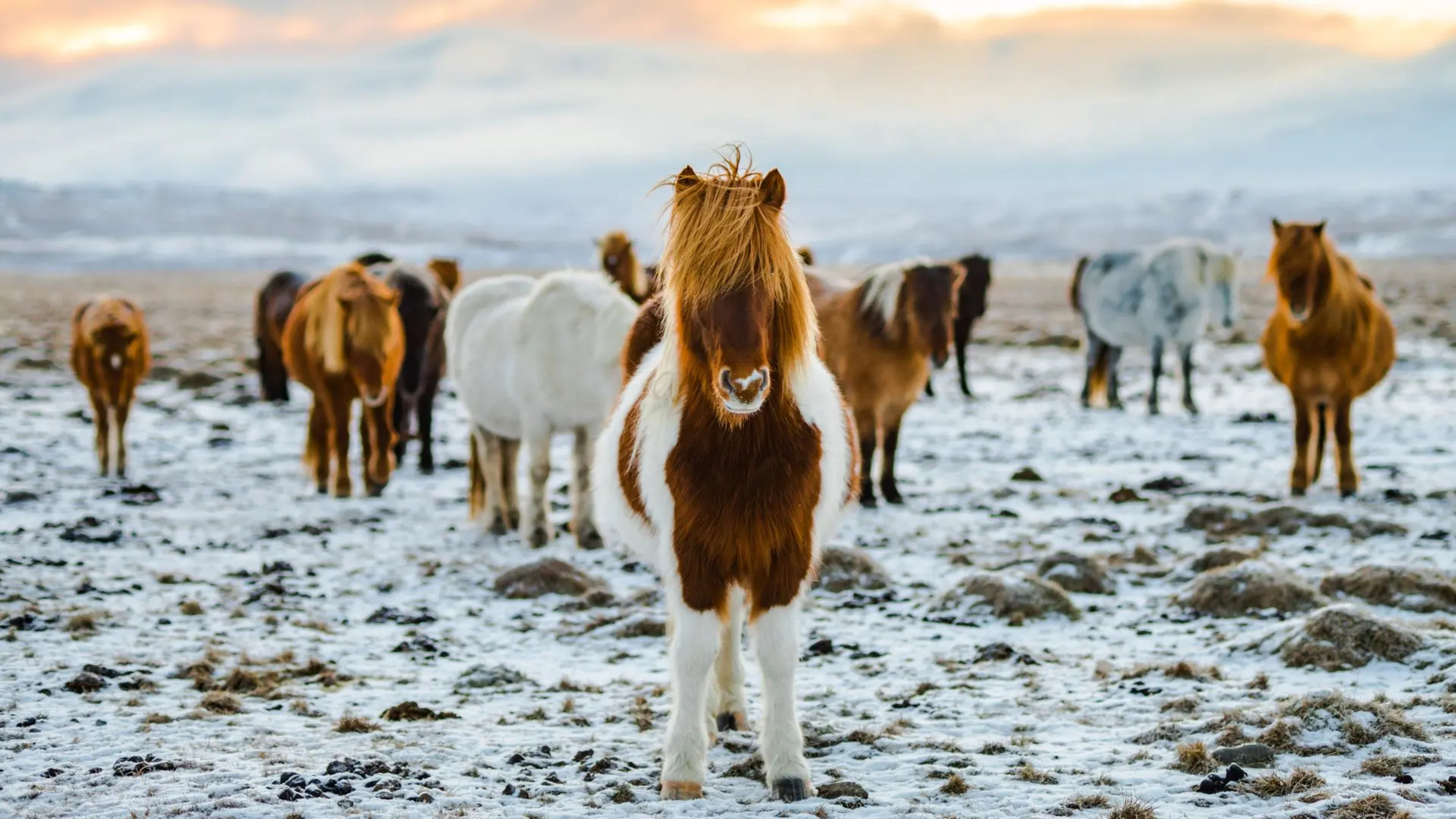 icelandic-horses-snow-redcharlie.jpg.webp