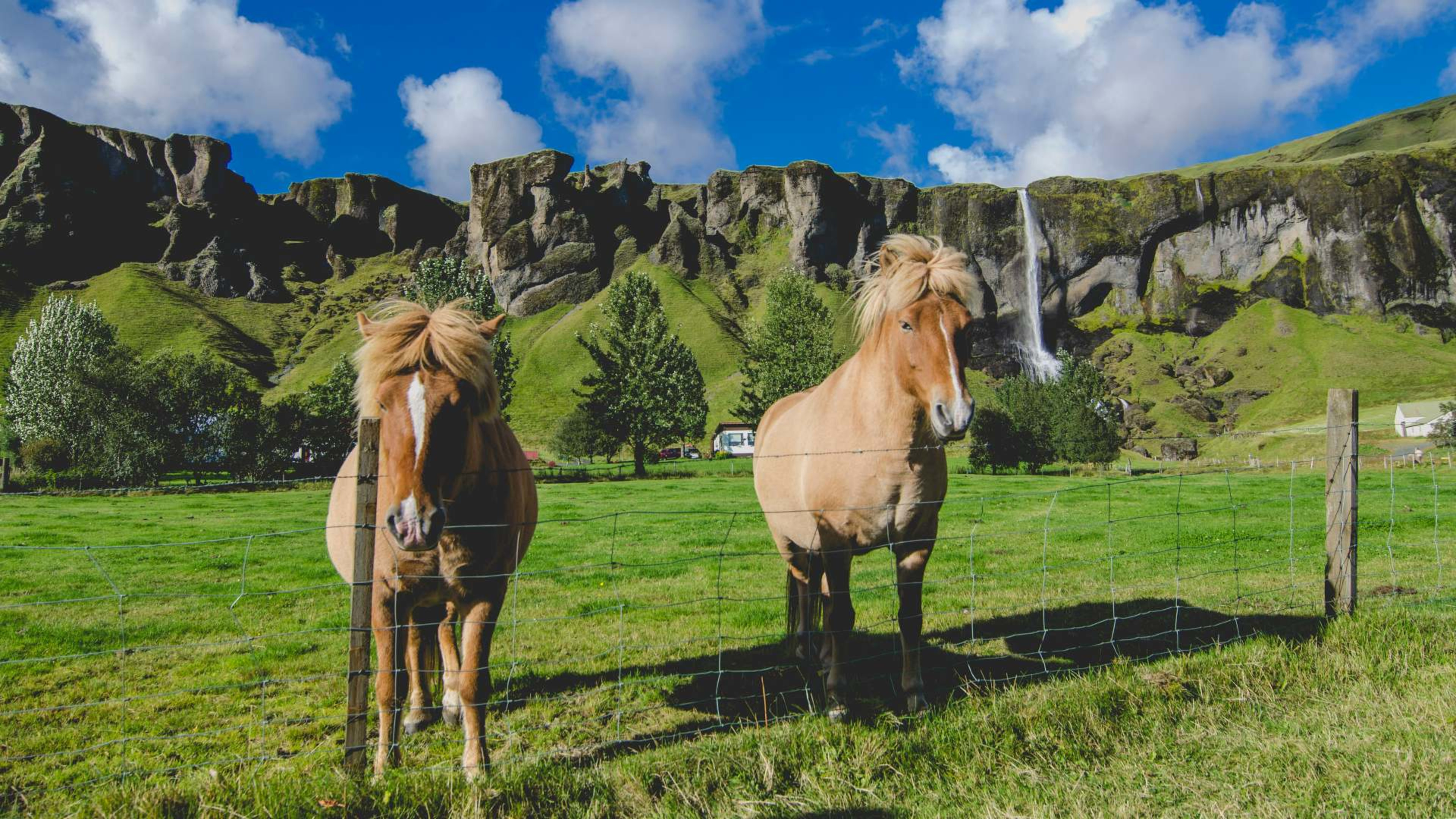 Icelandic horses in a sunny field in summertime