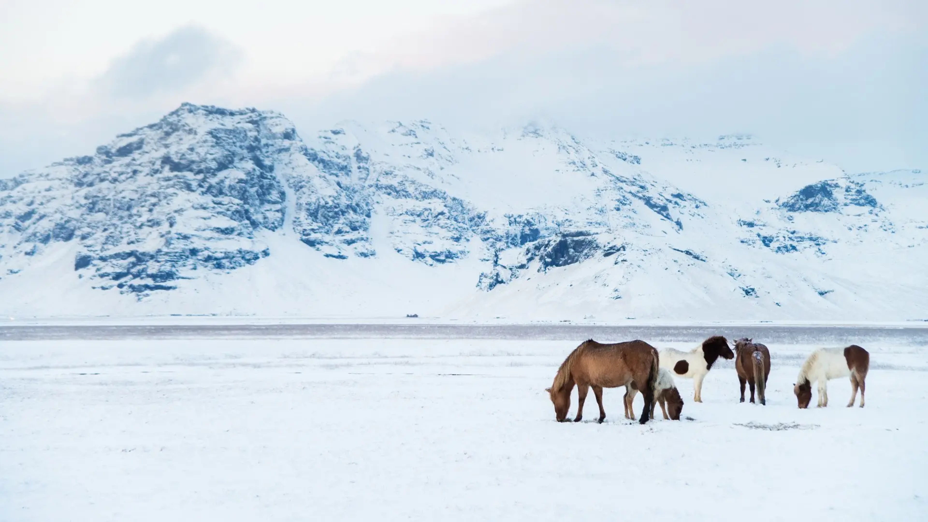 group of brown and white icelandic horses on snowy valley with snowy mountains