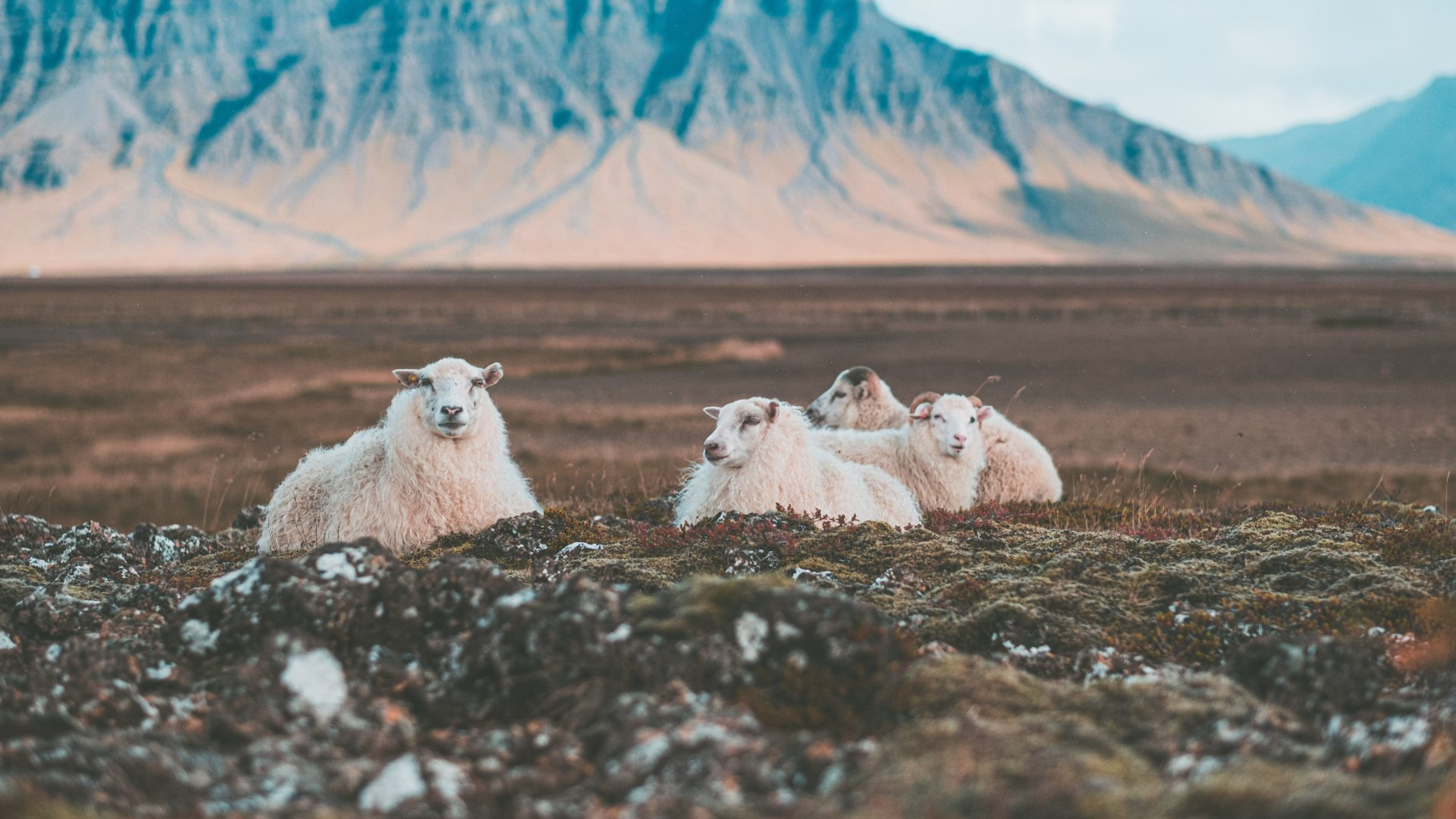 Icelandic sheep huddled in a field against a mountain backdrop