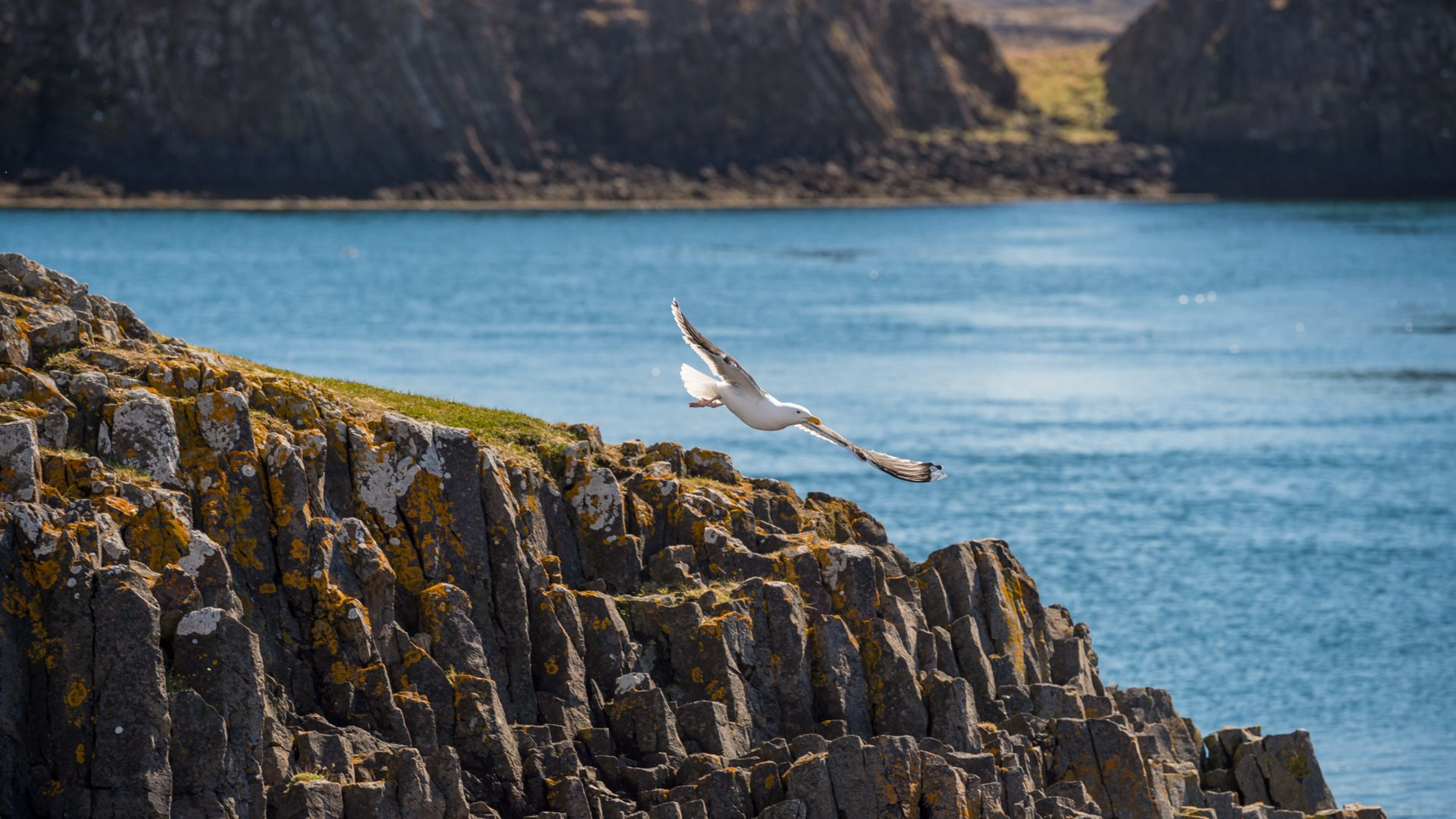 A kittiwake flying above cliffs in the Breiðafjörður bay