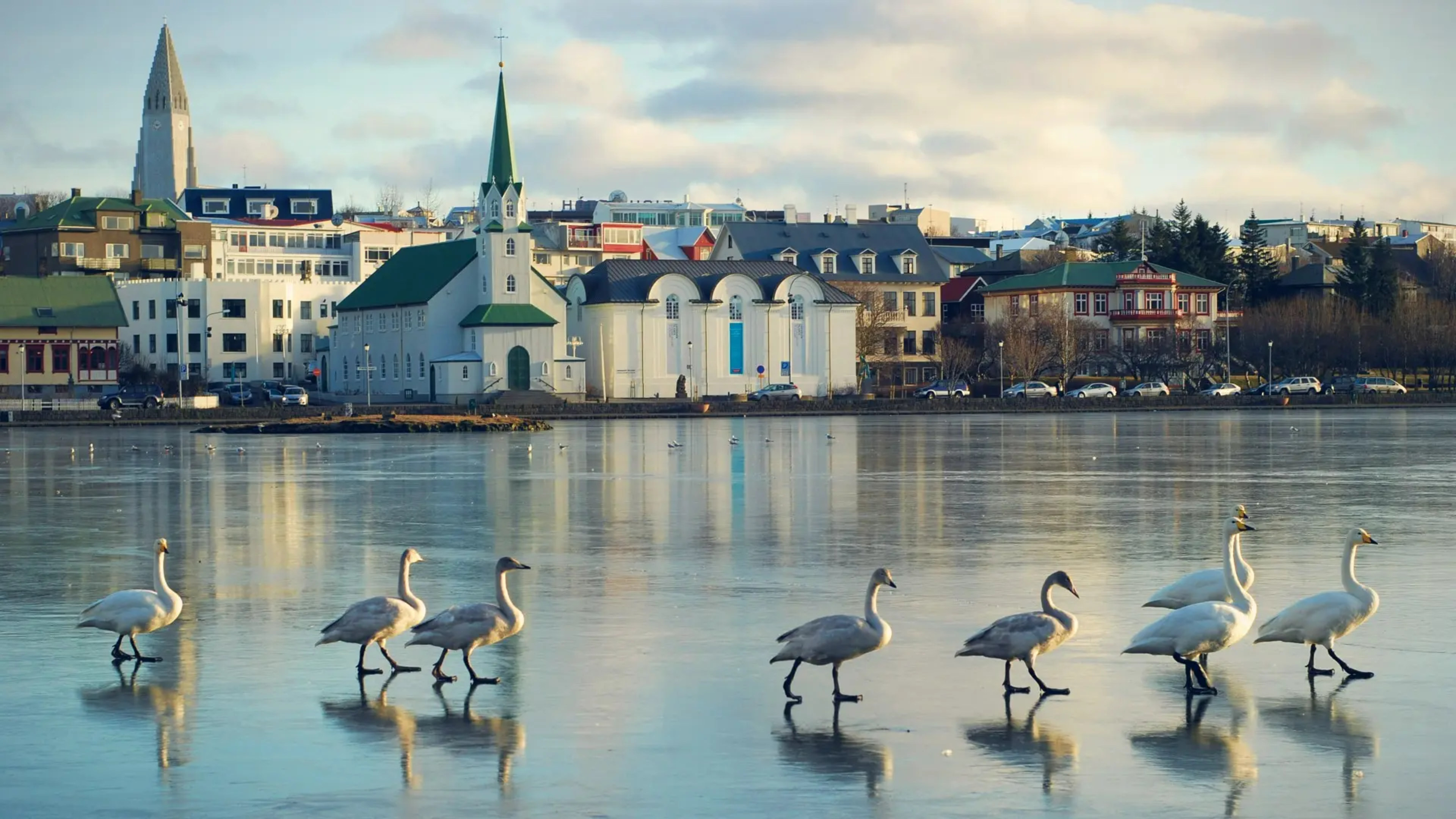 reykjavik-geese-on-frozen-tjornin-pond.jpeg.webp