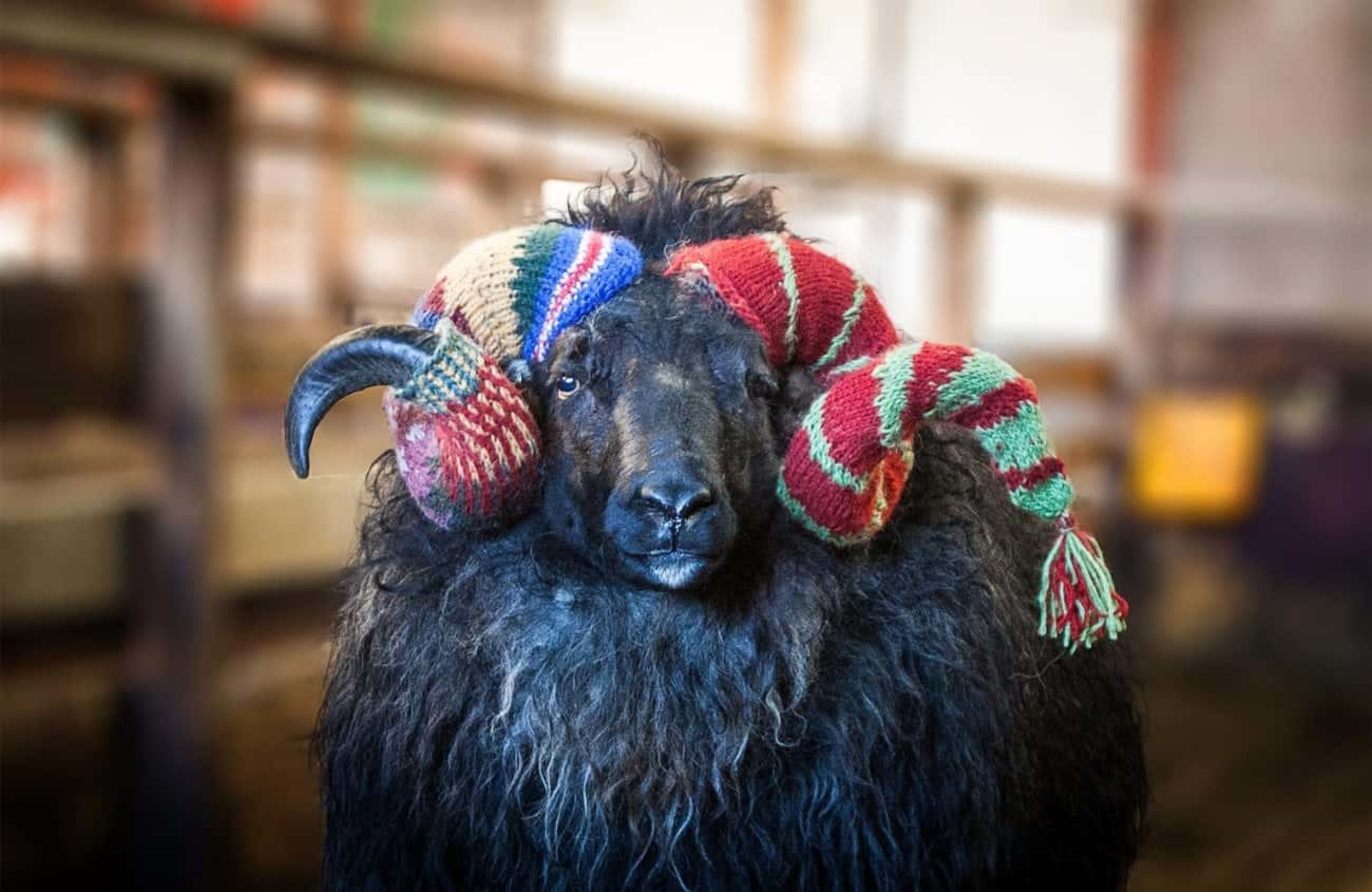 Black sheep with horn cozies