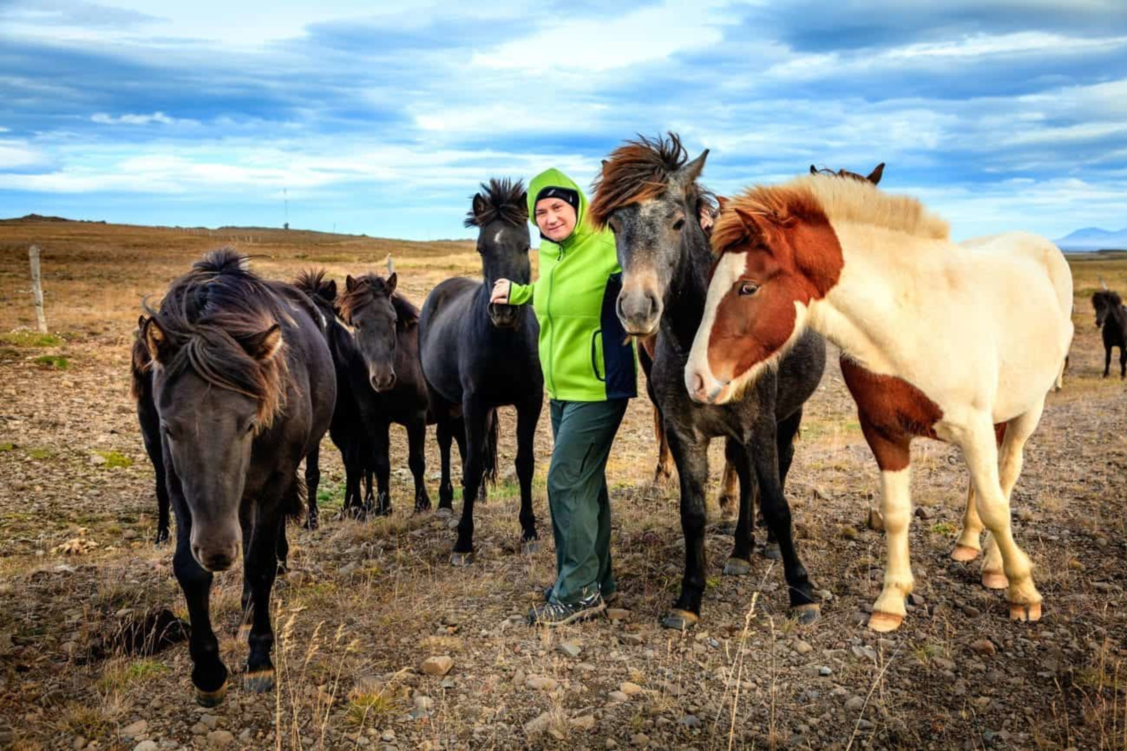 A tourist posing with Icelandic horses