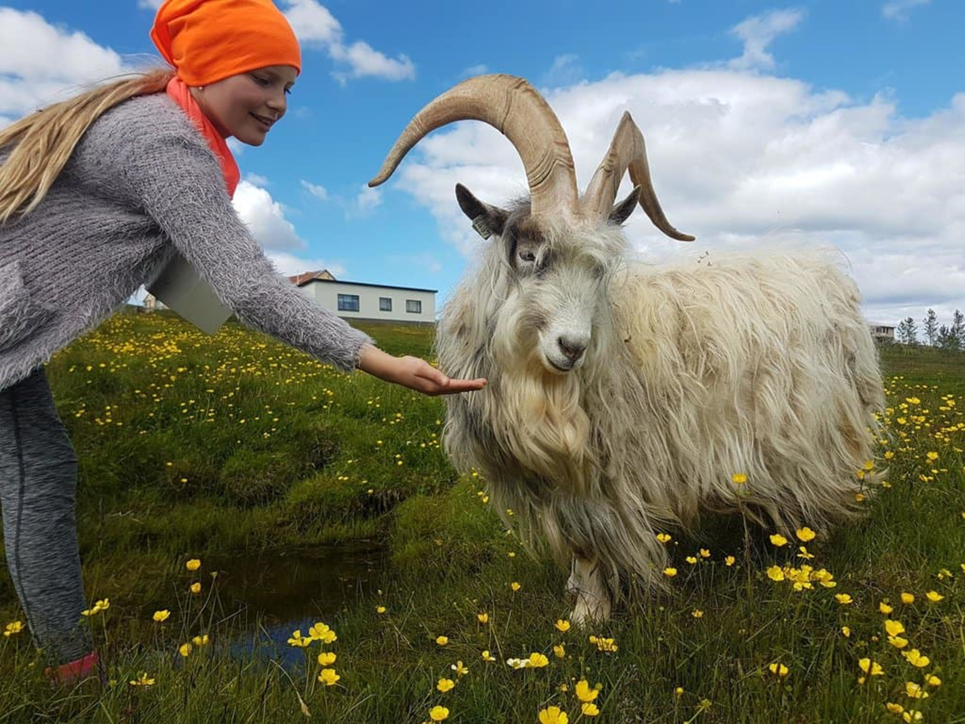 Goat at farm in Sveitagardurinn, North Iceland