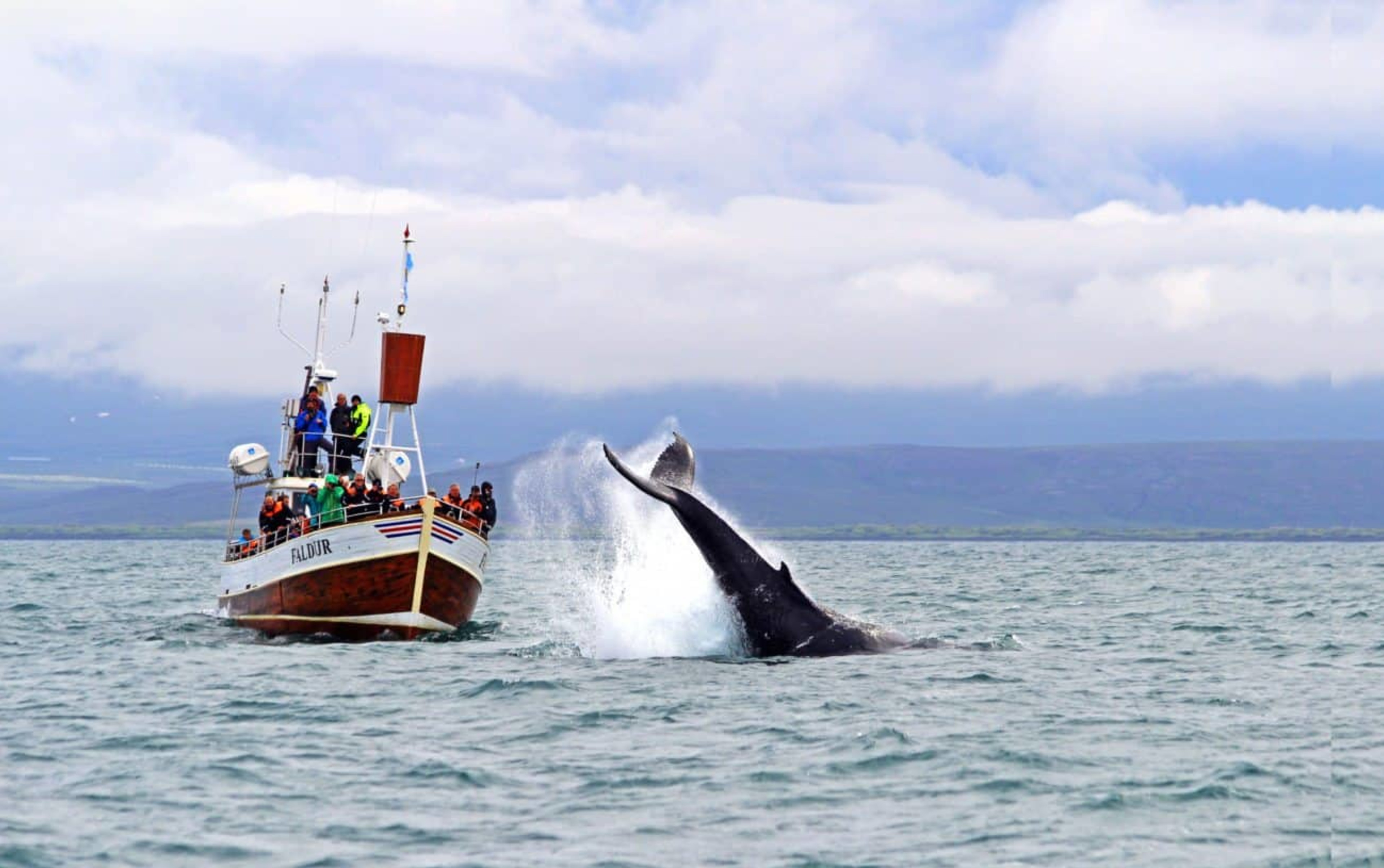 Tourists on the boat watching whales in Husavik bay