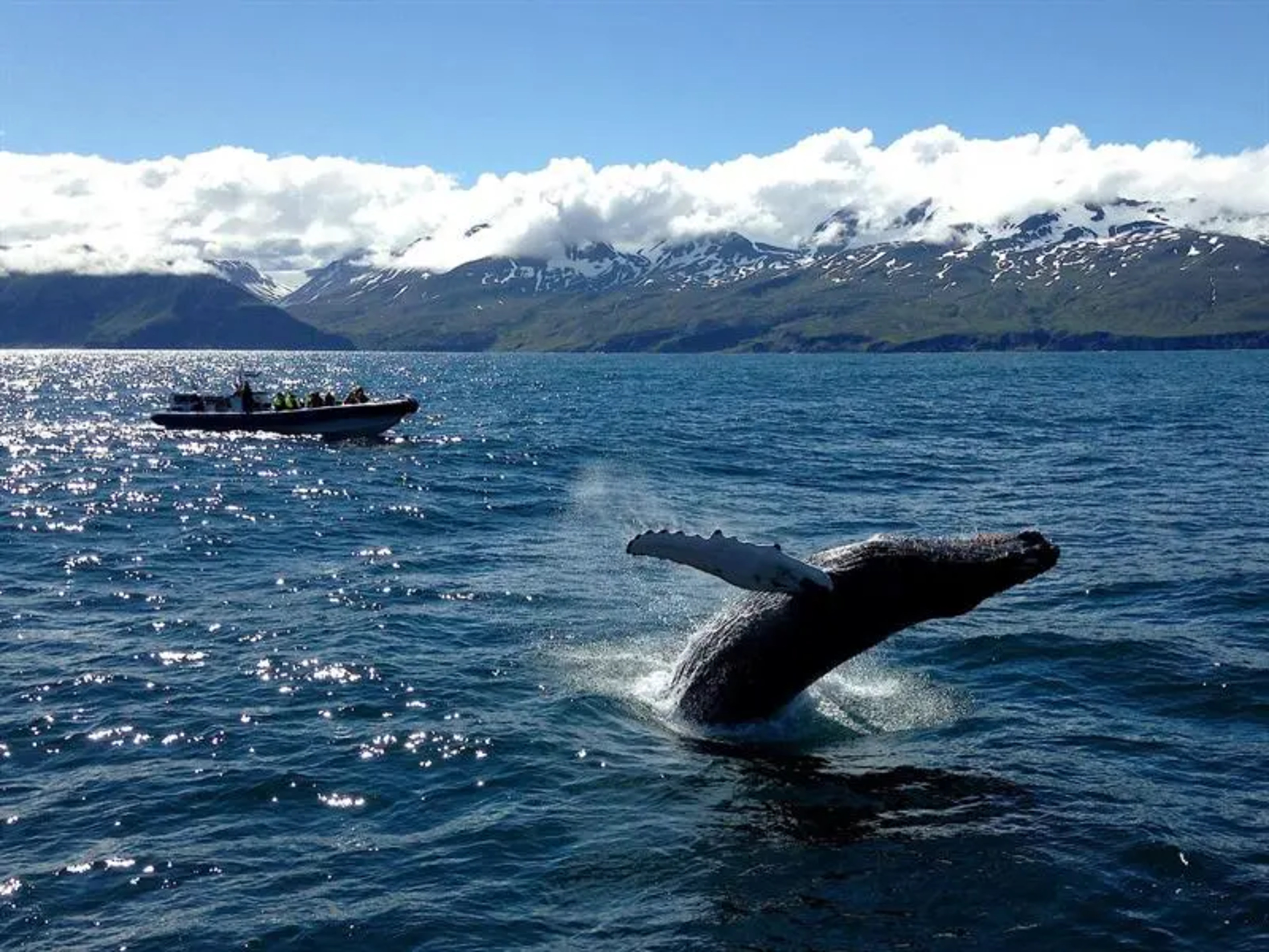 group of people on small boat in the sea looking at whale breaching
