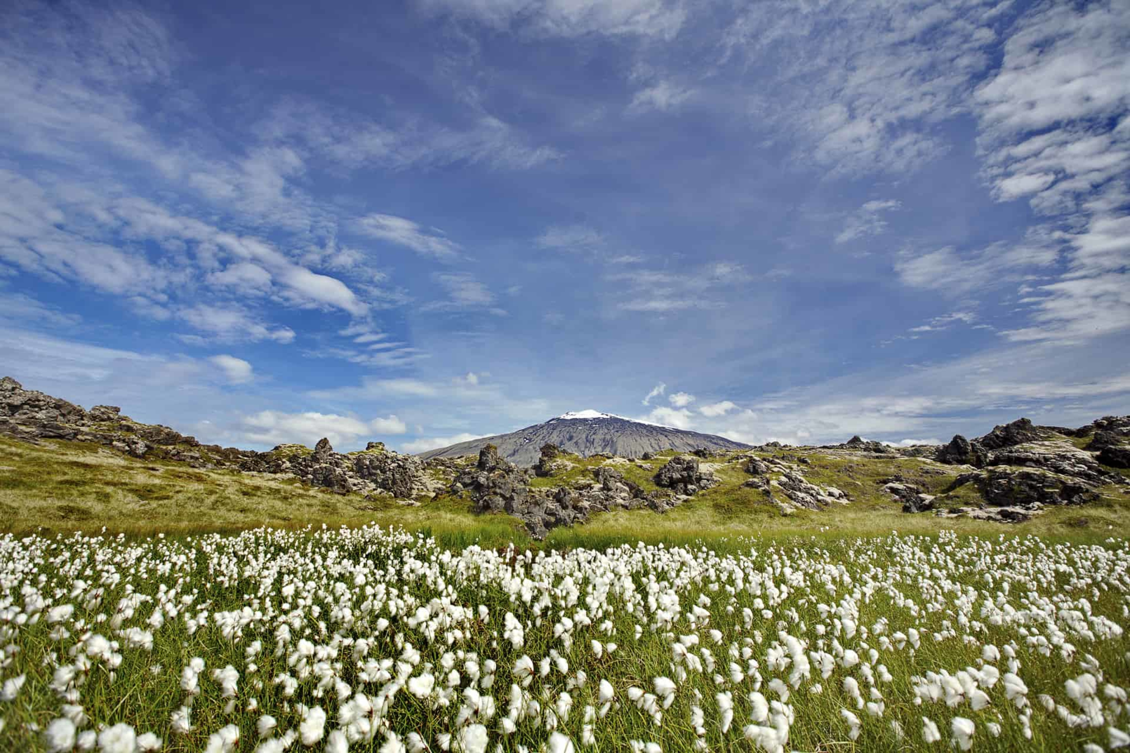 Snæfellsjökull with white flowers