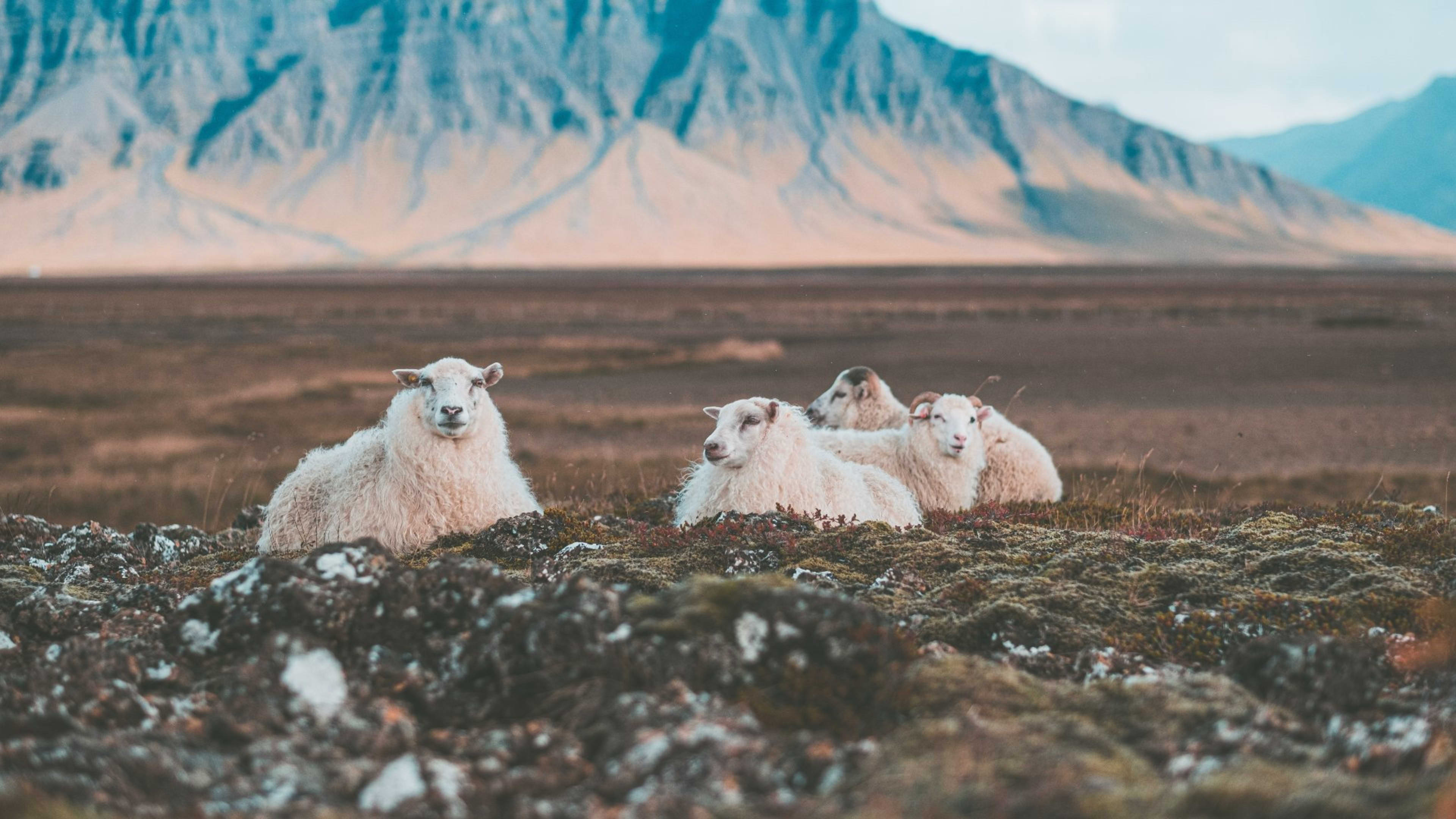 13 Icelandic Traditions, Customs & Habits That You Might Find Strange Iceland Tours