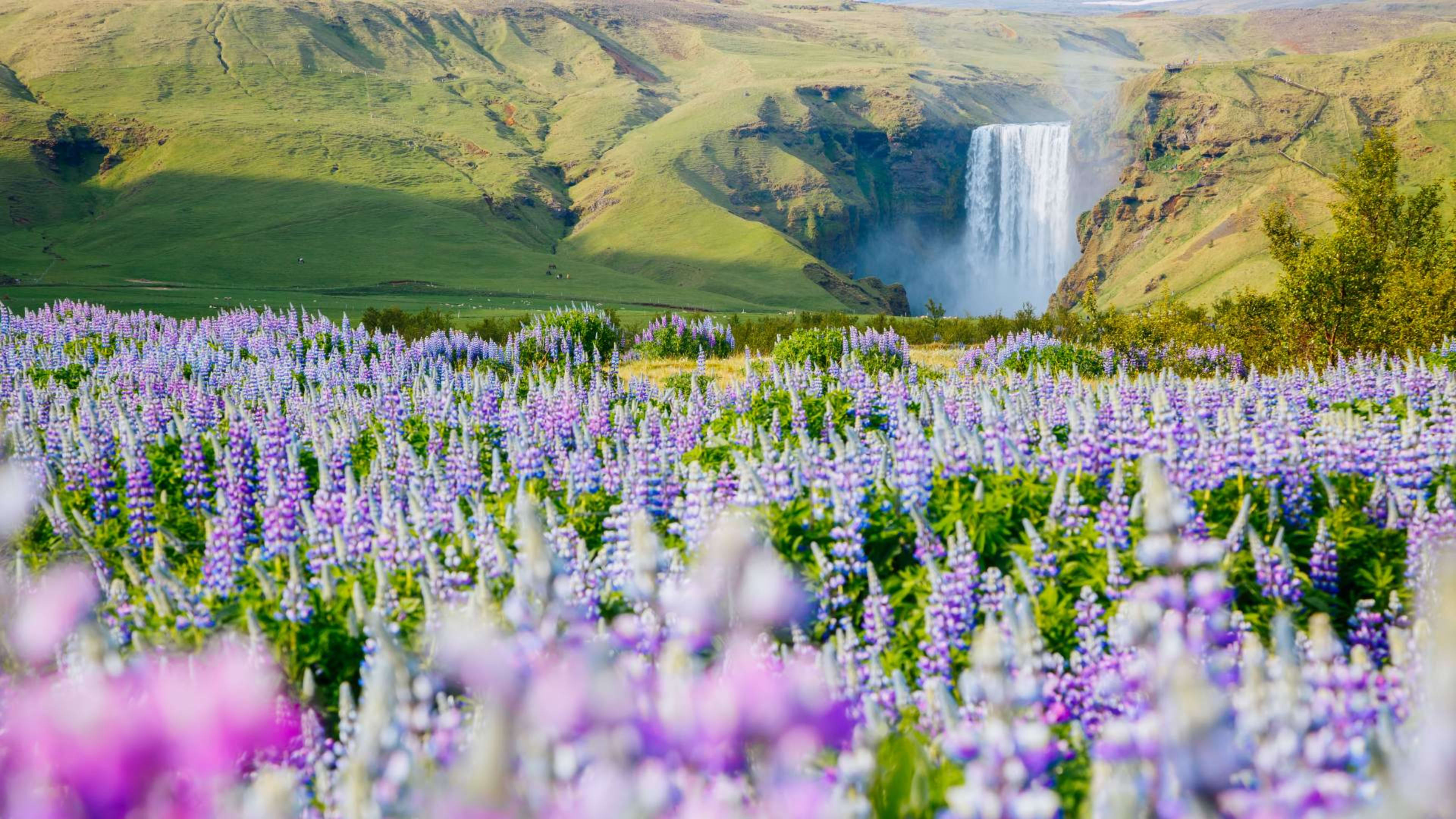 Lupines in front of the Skógafoss waterfall in springtime