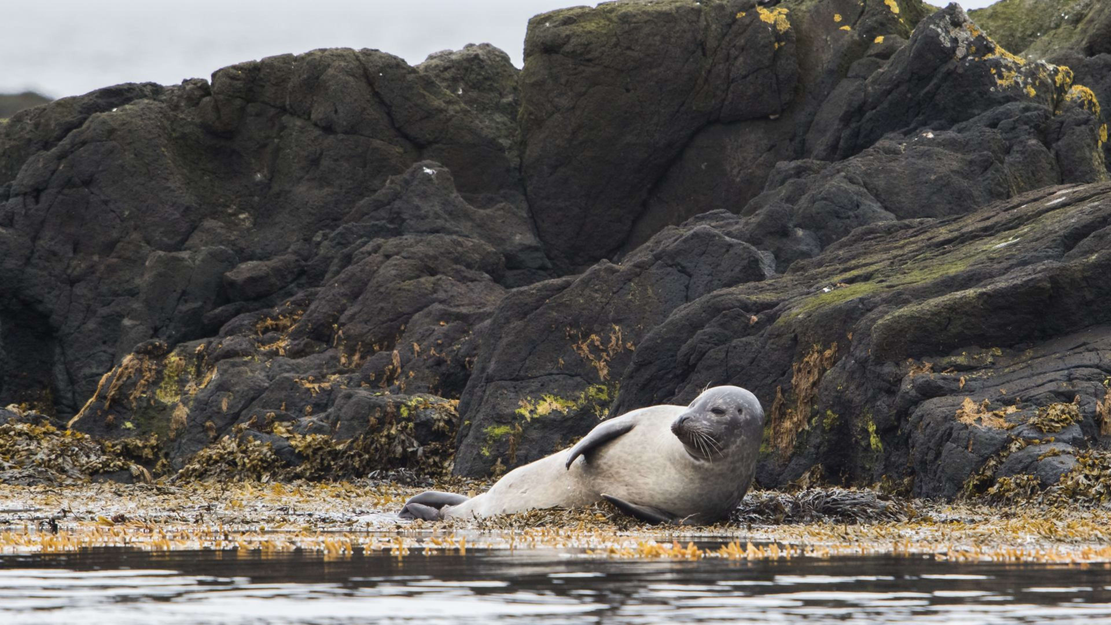 A seal lying on the shore in Hvammstangi, Vatnsnes peninsula