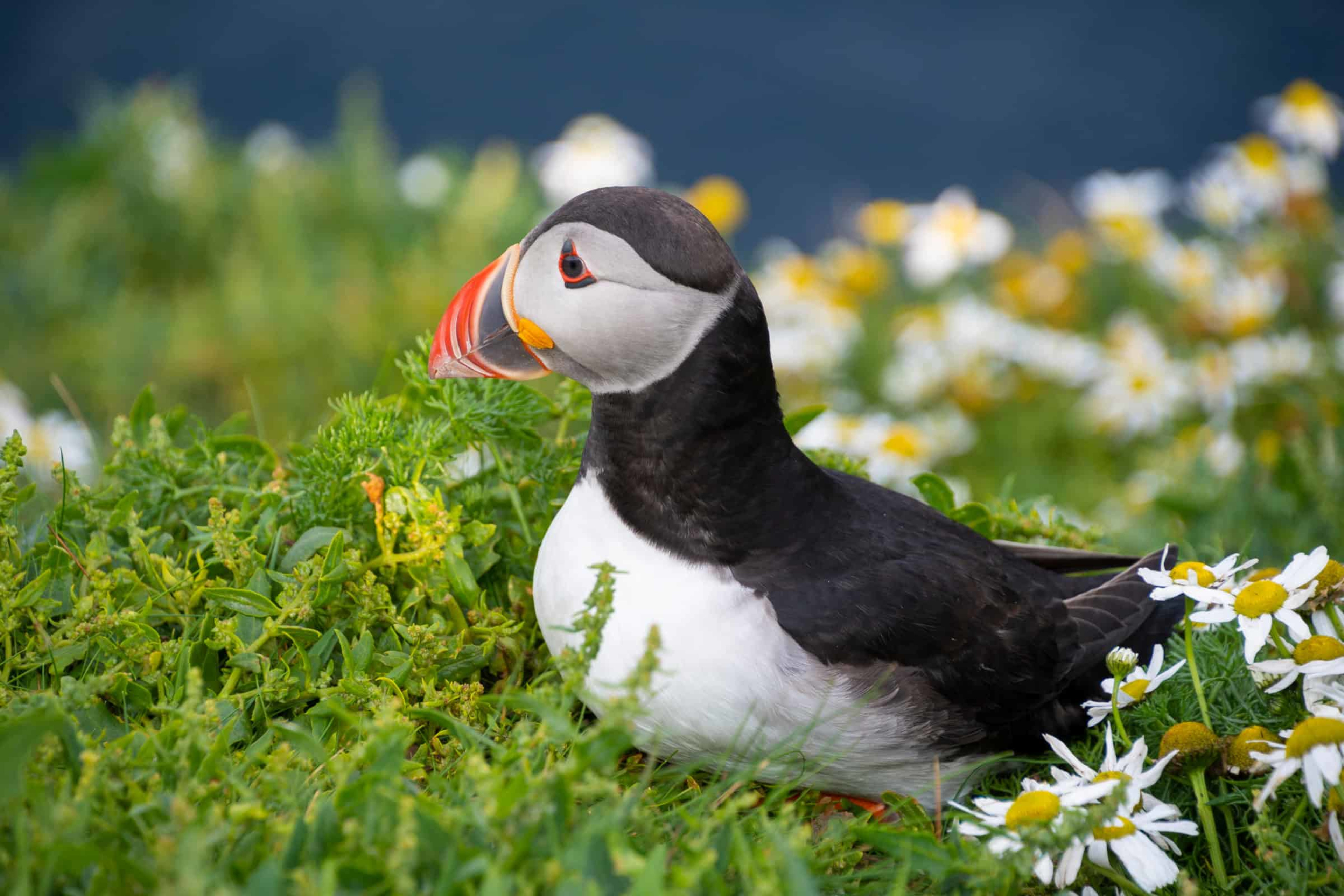 Puffin sitting on green grass with flowers