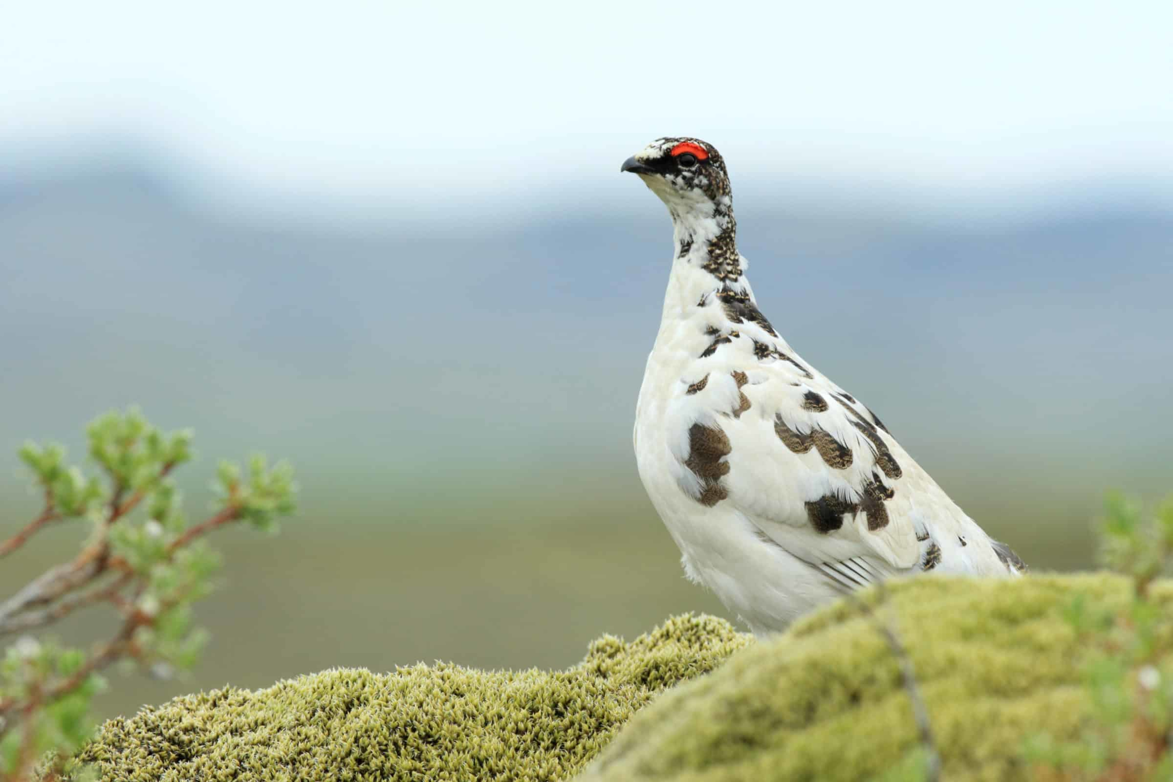 Rock ptarmigan sitting on ground