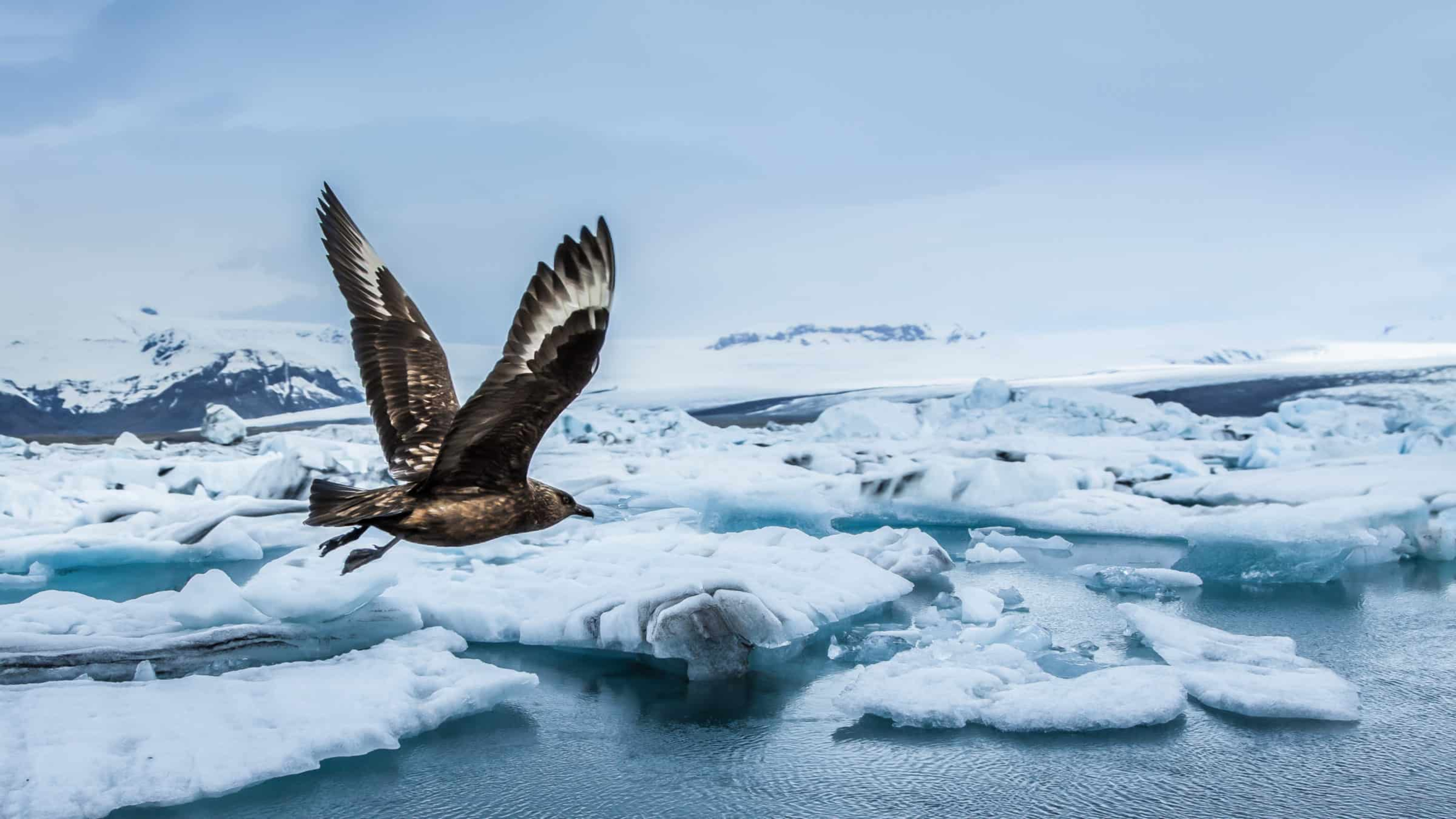 Great skua flying over the icebergs