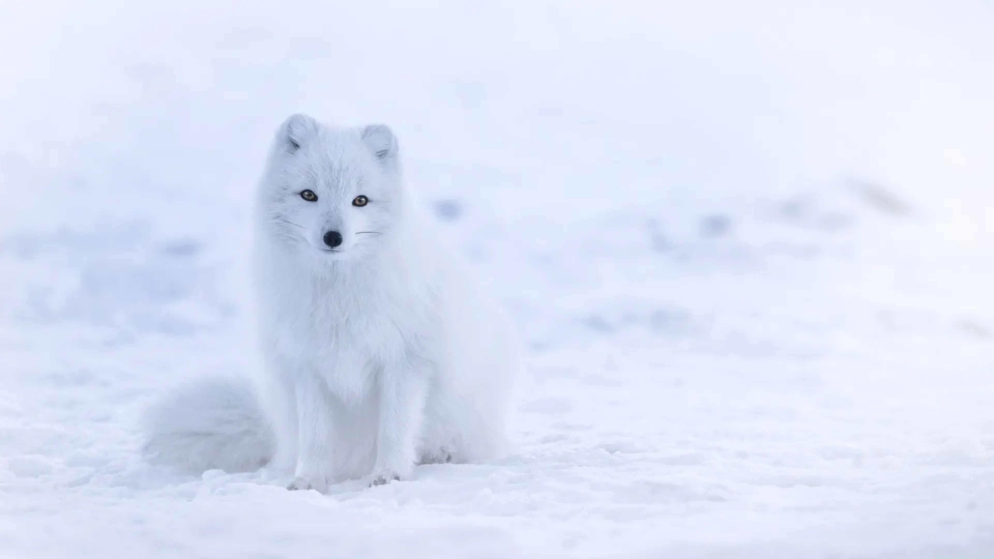 arctic-fox-jonatan-pie.jpg.webp